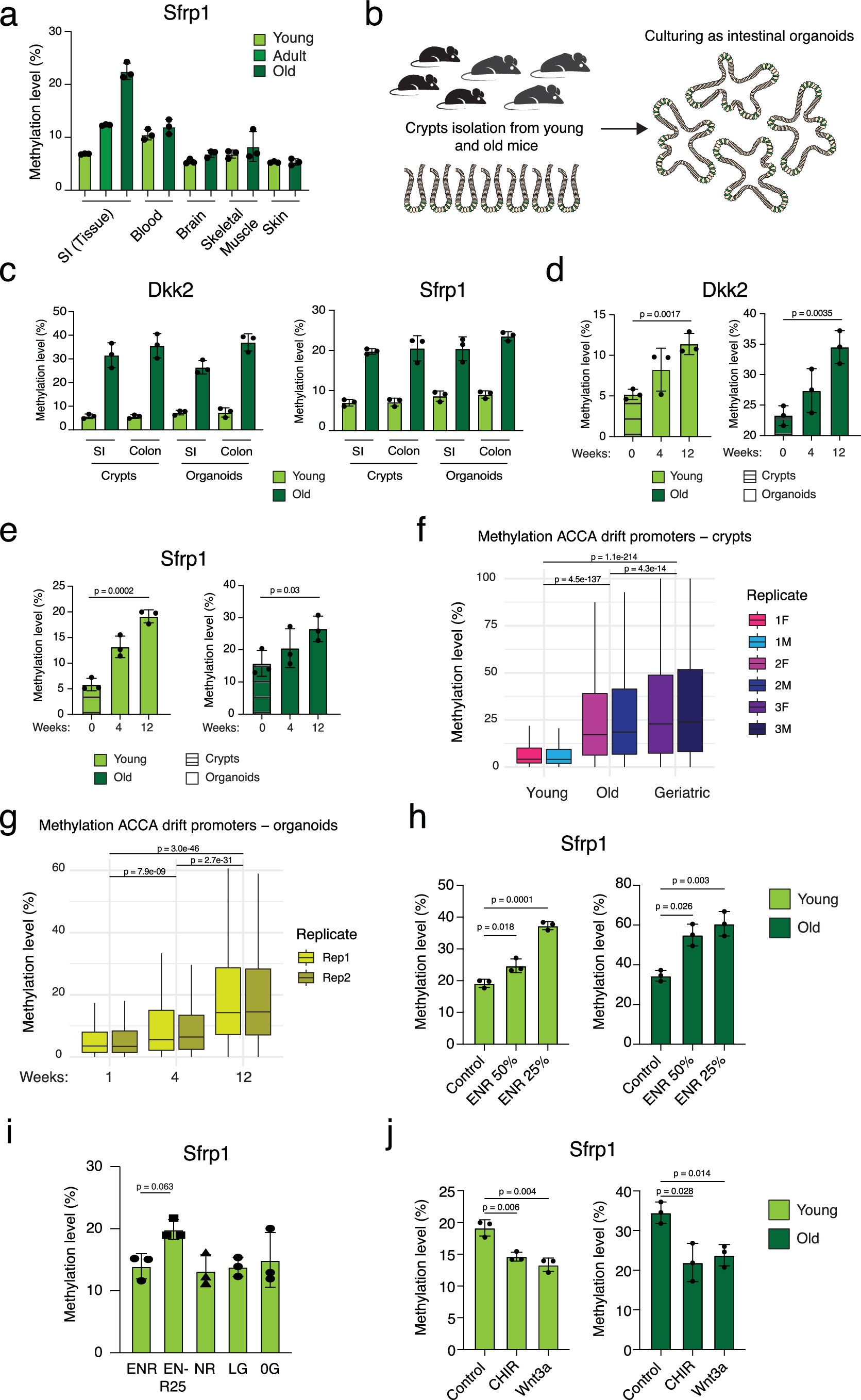 Extended Data Fig. 4: The ACCA drift is cell-intrinsic and cell-cycle independent.