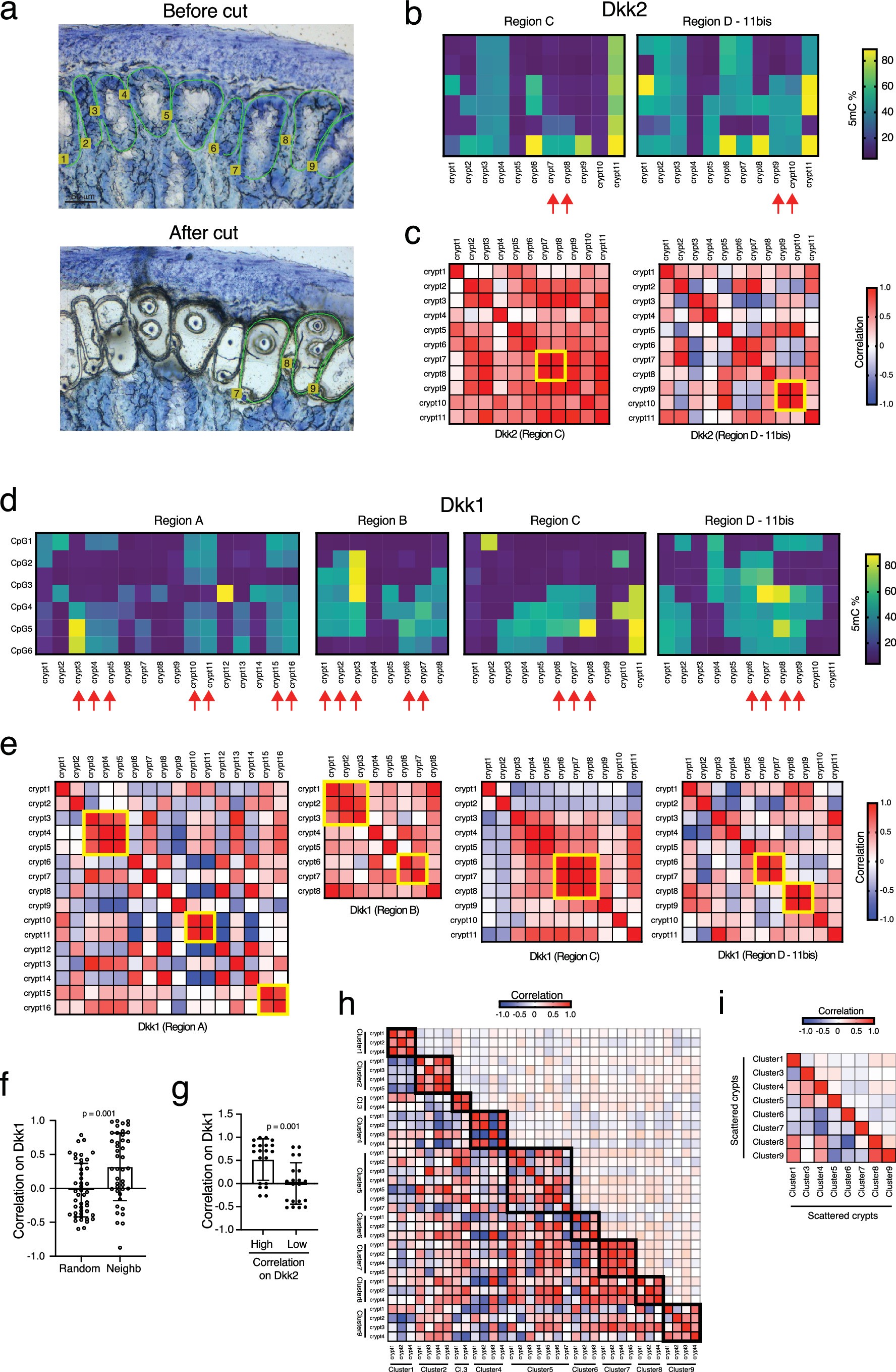 Extended Data Fig. 6: The DNAm drift expands via crypt fission.