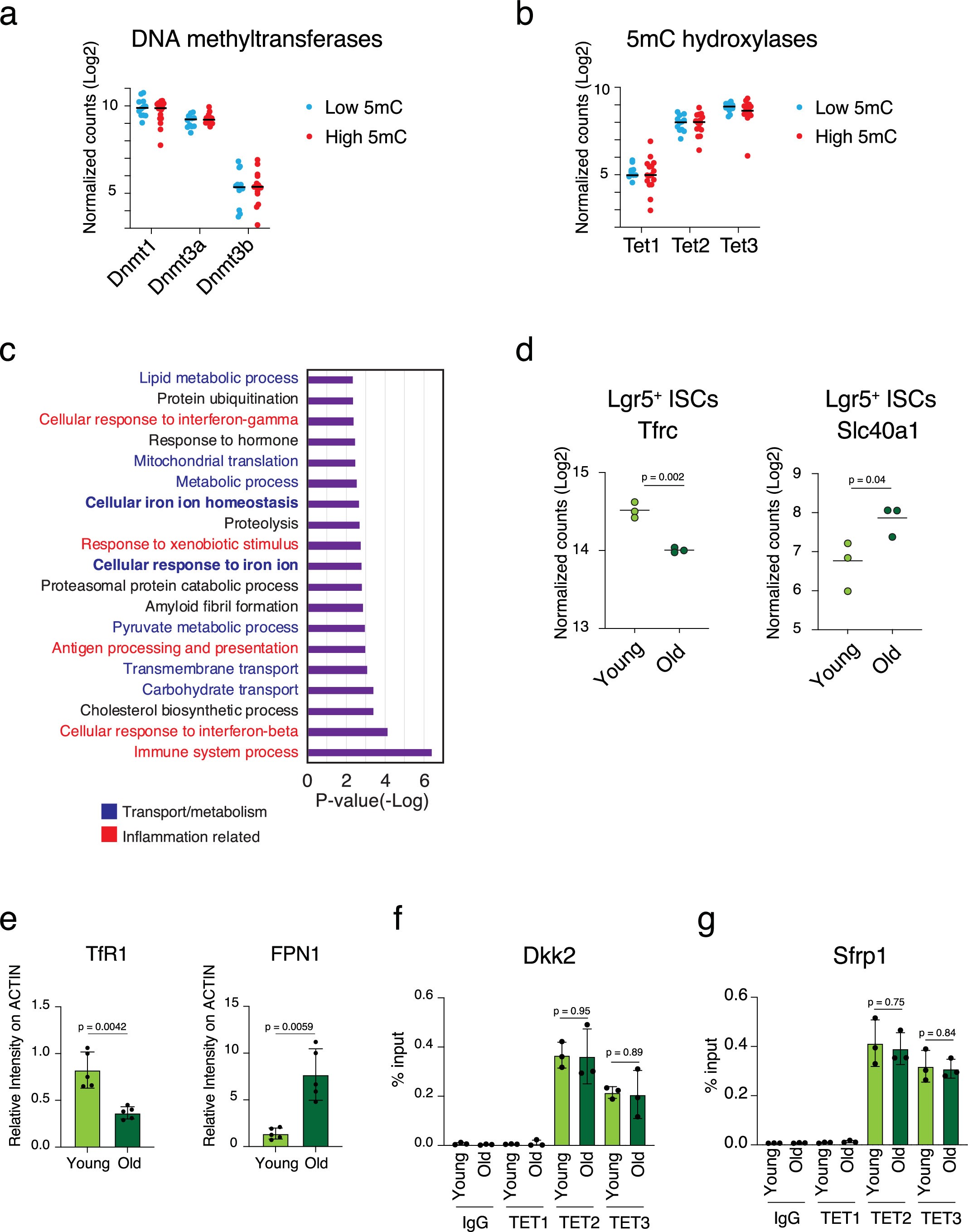 Extended Data Fig. 7: The crypts with high DNAm drift have altered iron homeostasis and the TET enzymatic activity.