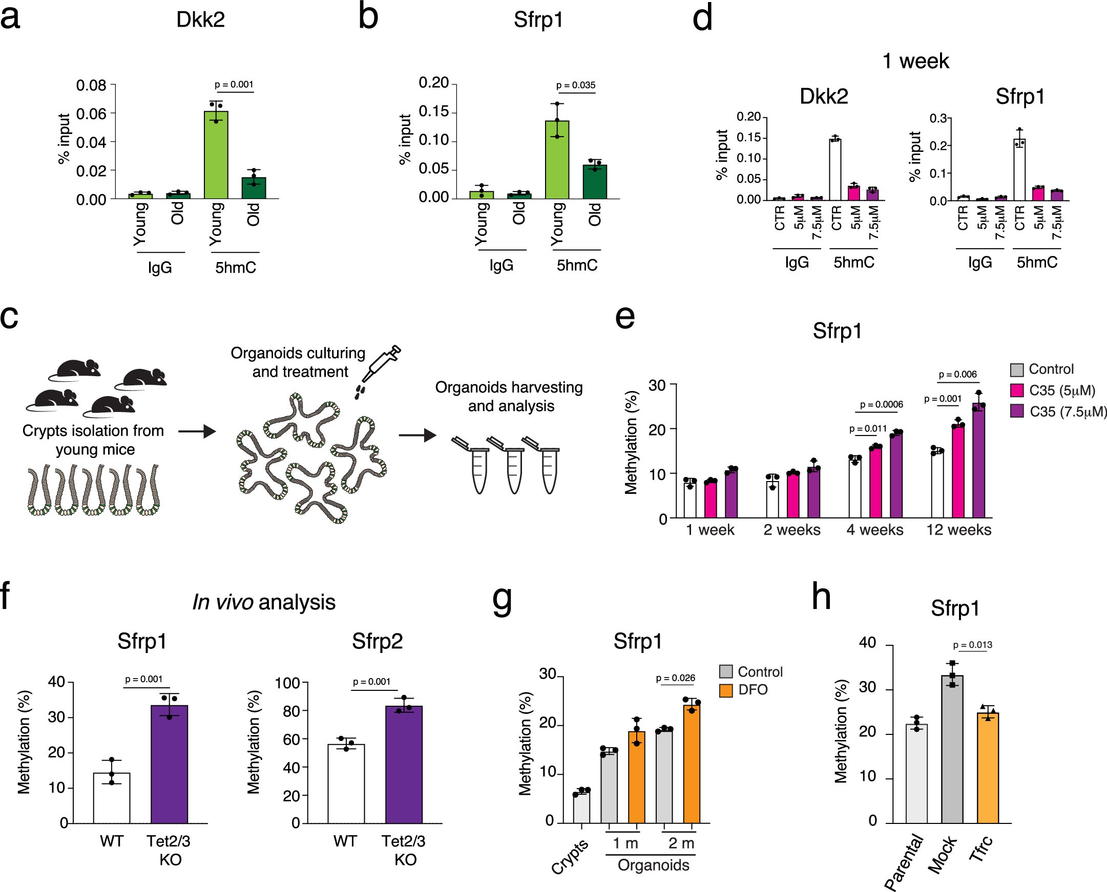 Extended Data Fig. 8: The crypts with high DNAm drift have altered iron homeostasis and the TET enzymatic activity.