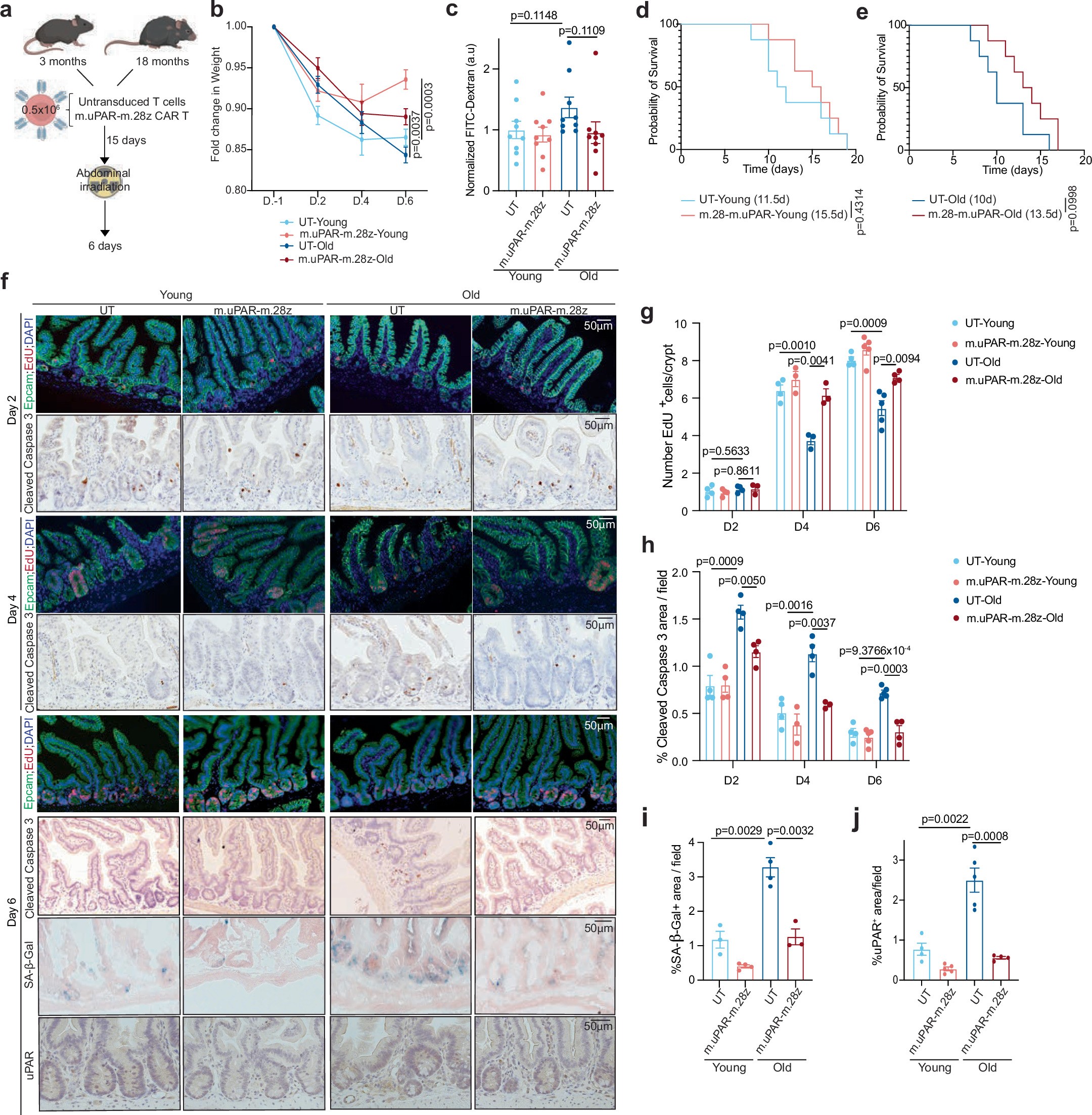 Extended Data Fig. 4: uPAR CAR T cells ameliorate the effects of abdominal irradiation in aging.
