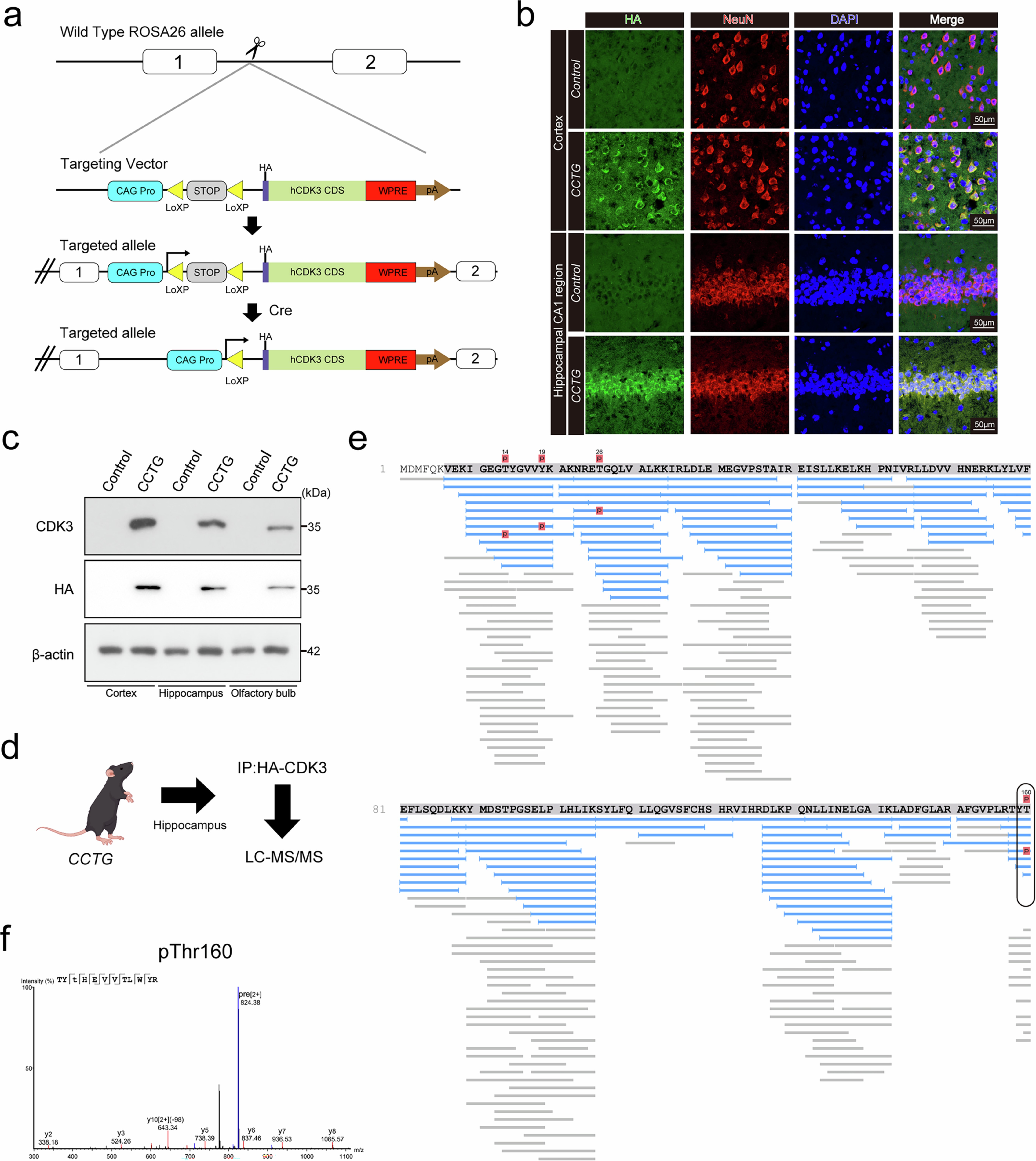 Extended Data Fig. 2: The construction and verification of overexpression of human-derived CDK3 (hCDK3) in CCTG mice.