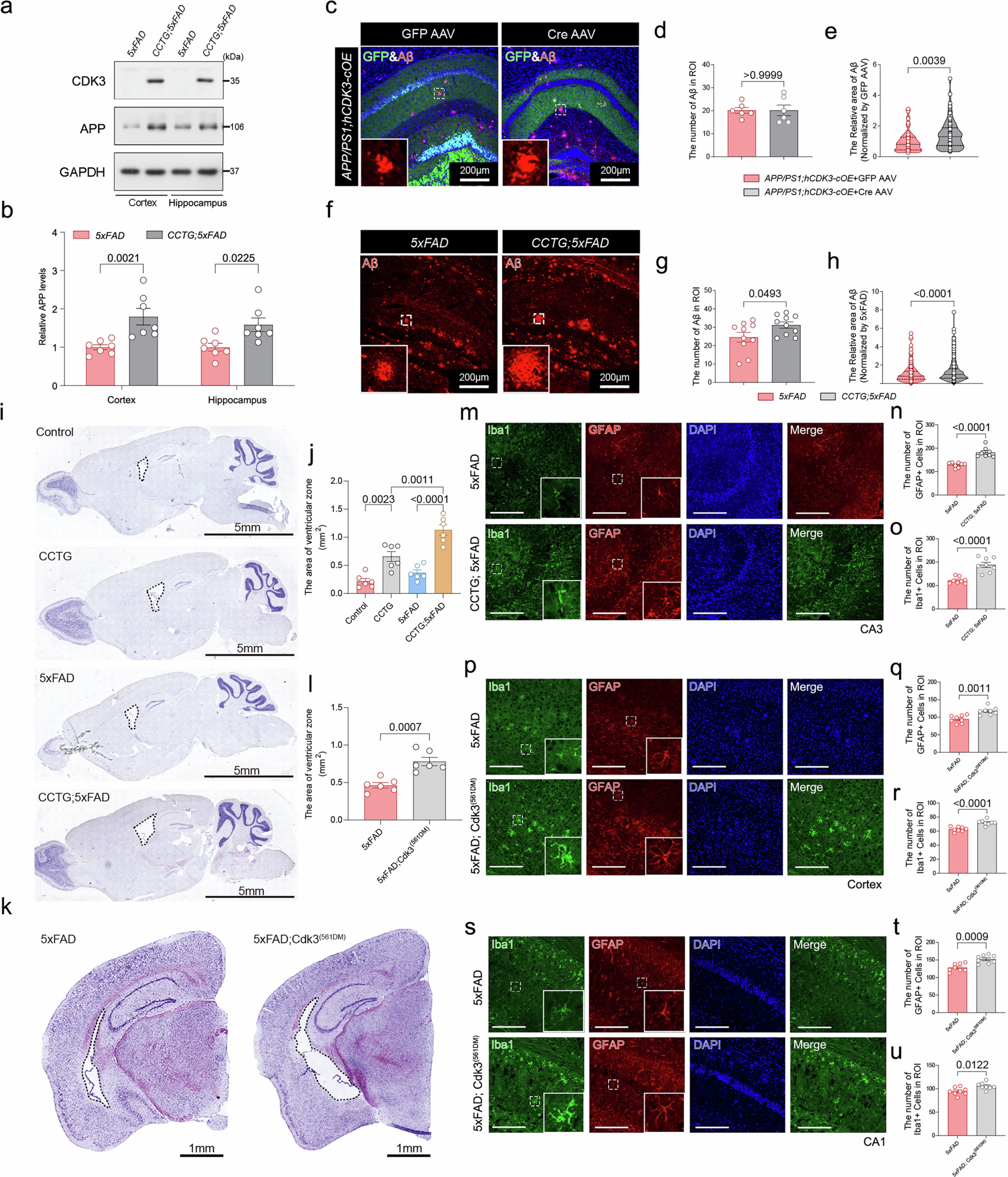 Extended Data Fig. 5: CDK3 drives Aβ pathology and neuroinflammation in 5xFAD mice.