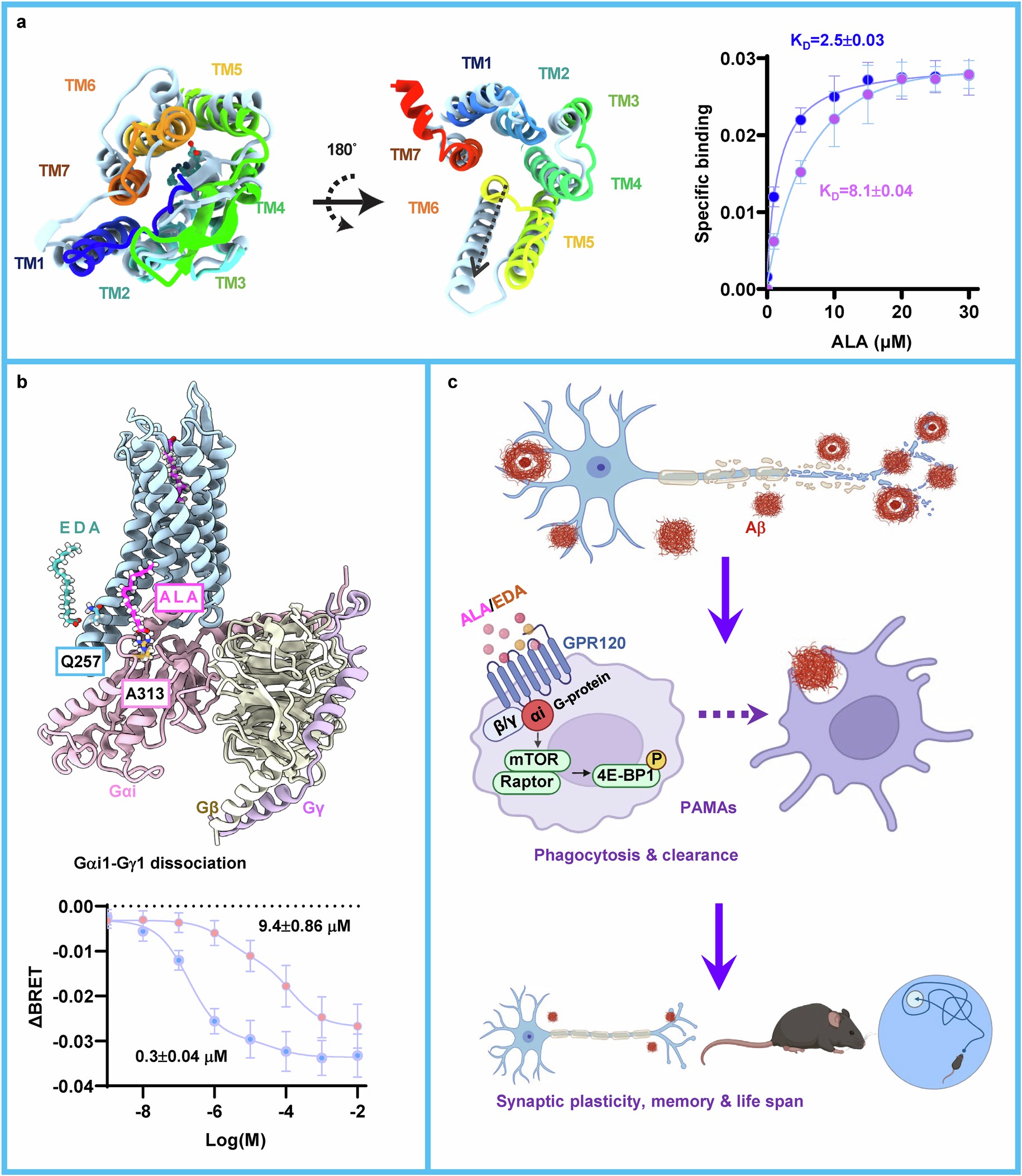 Extended Data Fig. 10: A working model: Allosteric activation of a cell-type specific GPR120 rescues cognition and extends lifespan of Alzheimer’s disease.