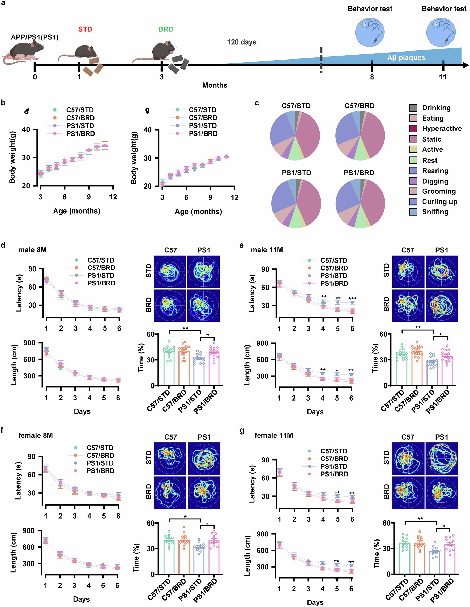 Extended Data Fig. 1: Black rice diet protects against memory declines in APP/PS1 mice.