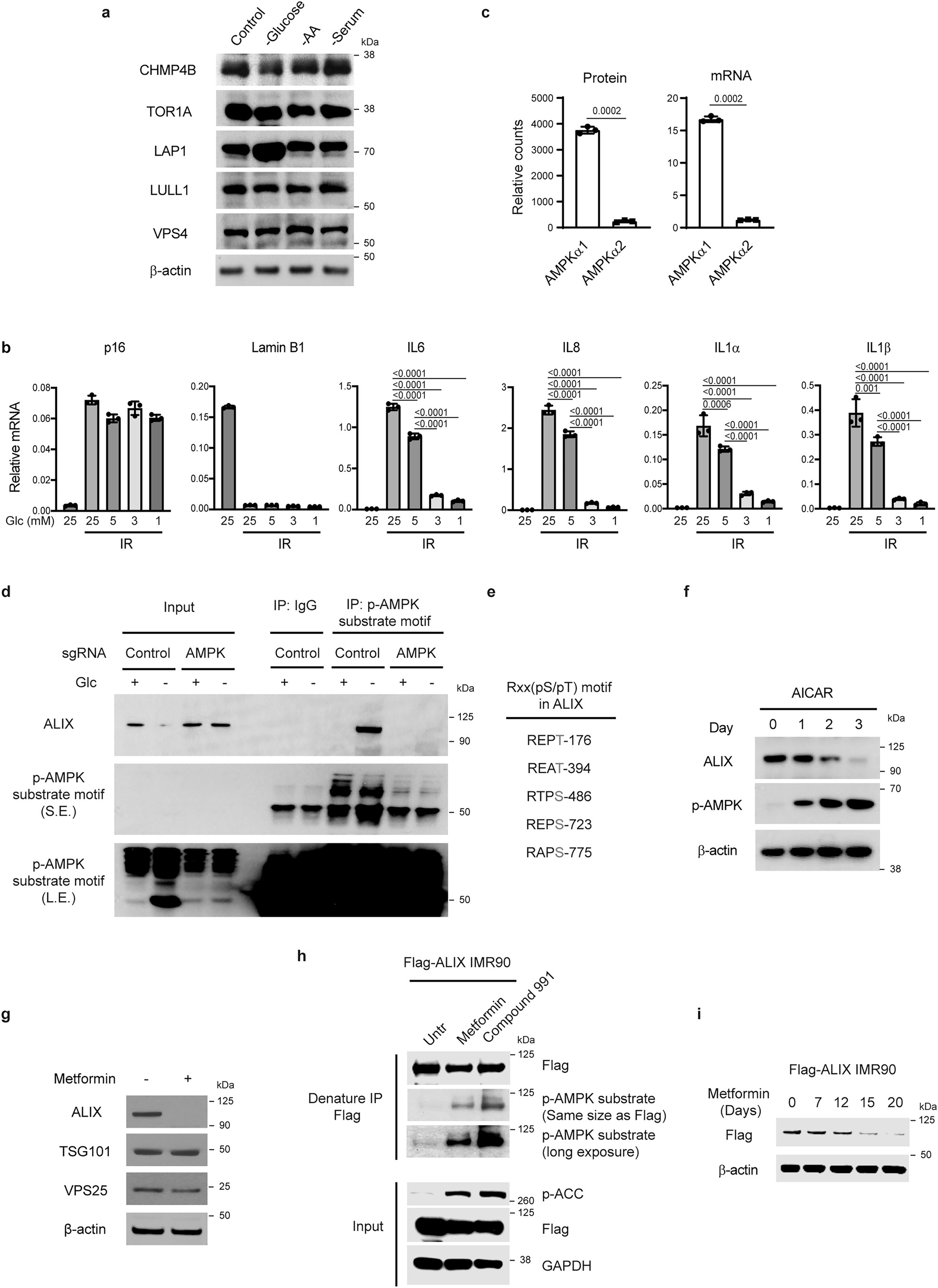 Extended Data Fig. 6: Effects of glucose limitation and metformin on ESCRT proteins.