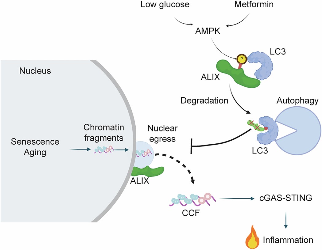 Extended Data Fig. 10: Schematic illustration of nuclear egress and its regulation by glucose and metformin.