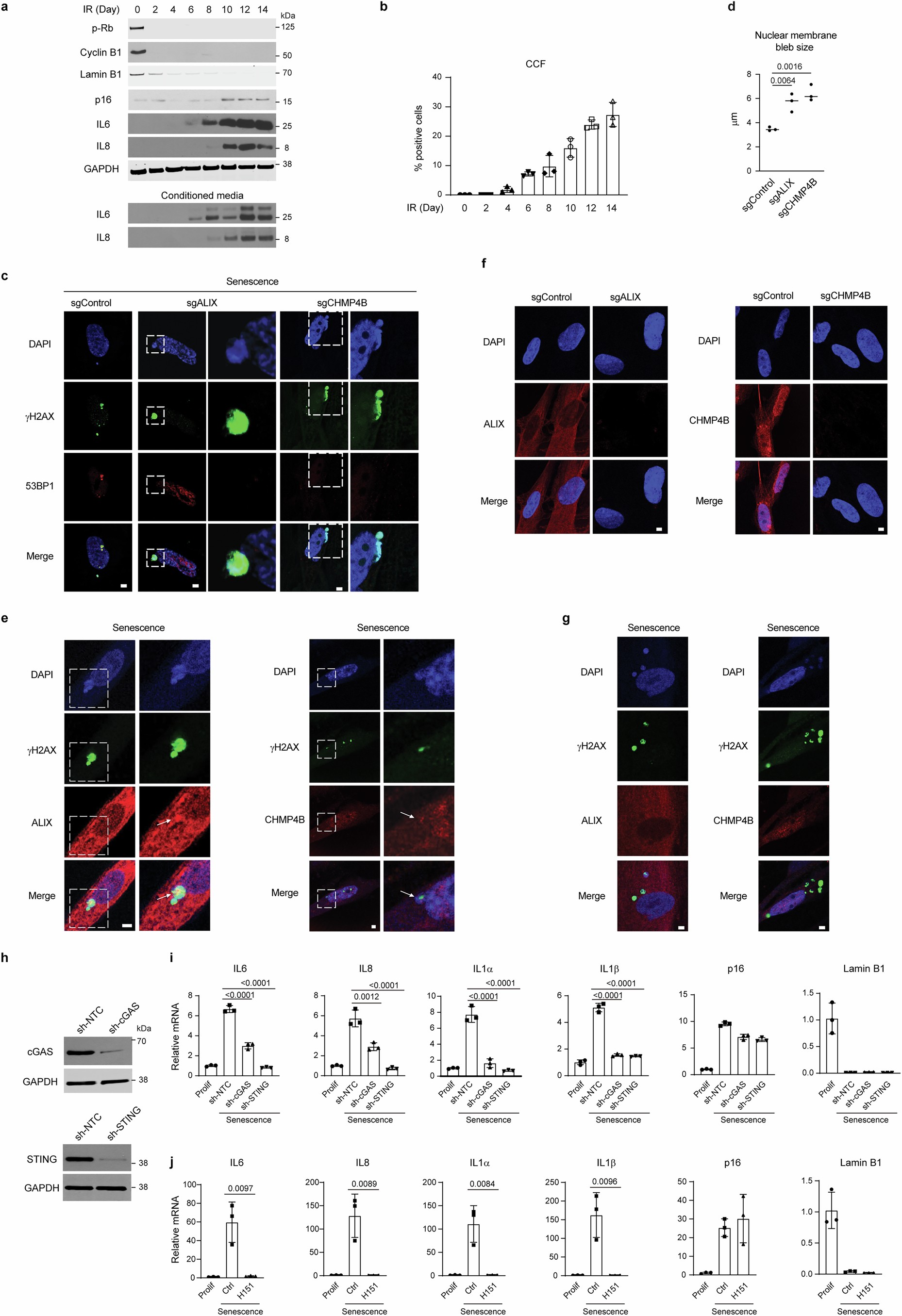 Extended Data Fig. 1: Characterization of CCF and the roles of ESCRT-III in mediating CCF nuclear egress.