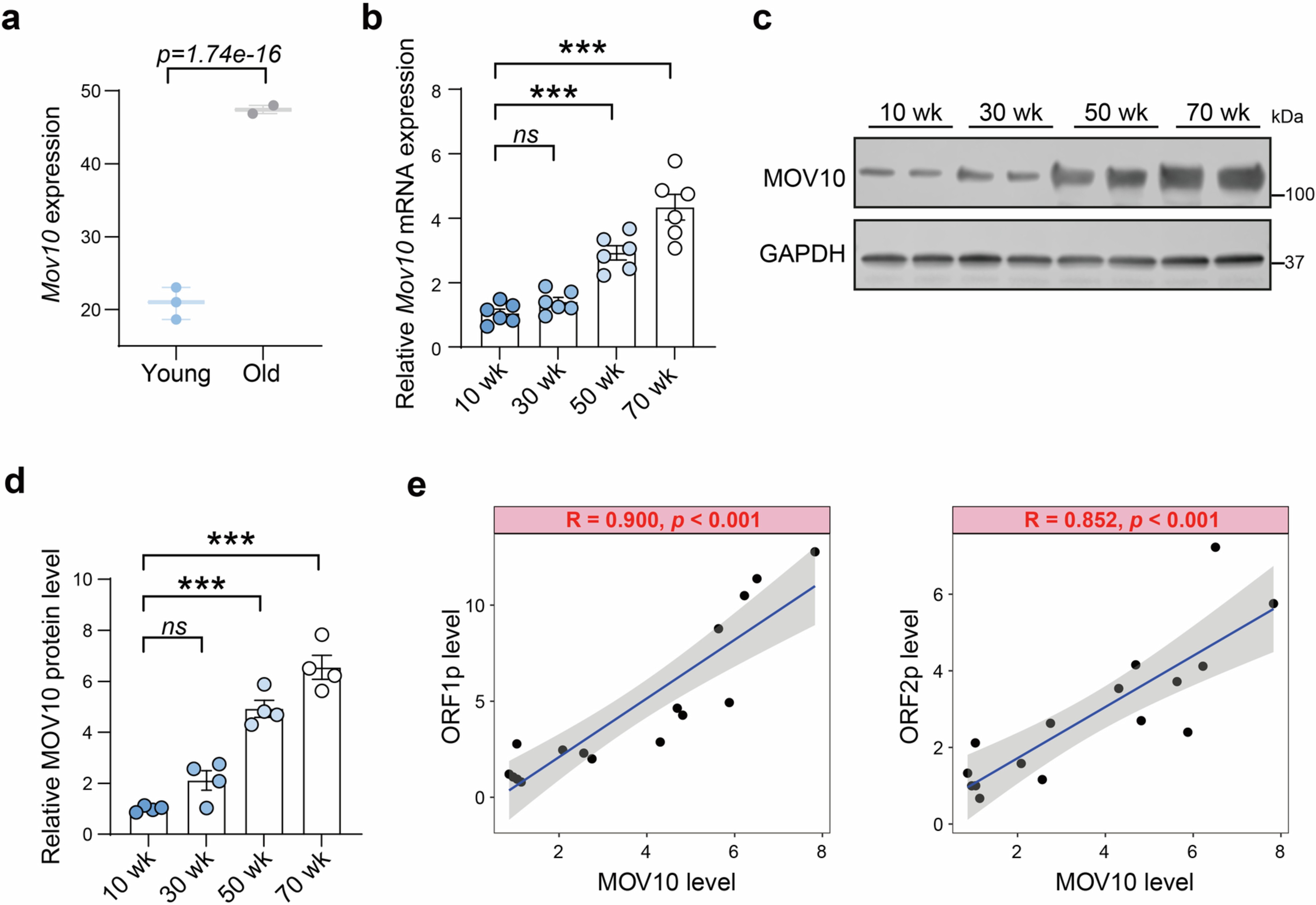 Extended Data Fig. 5: MOV10 expression increases in mouse hearts with age.