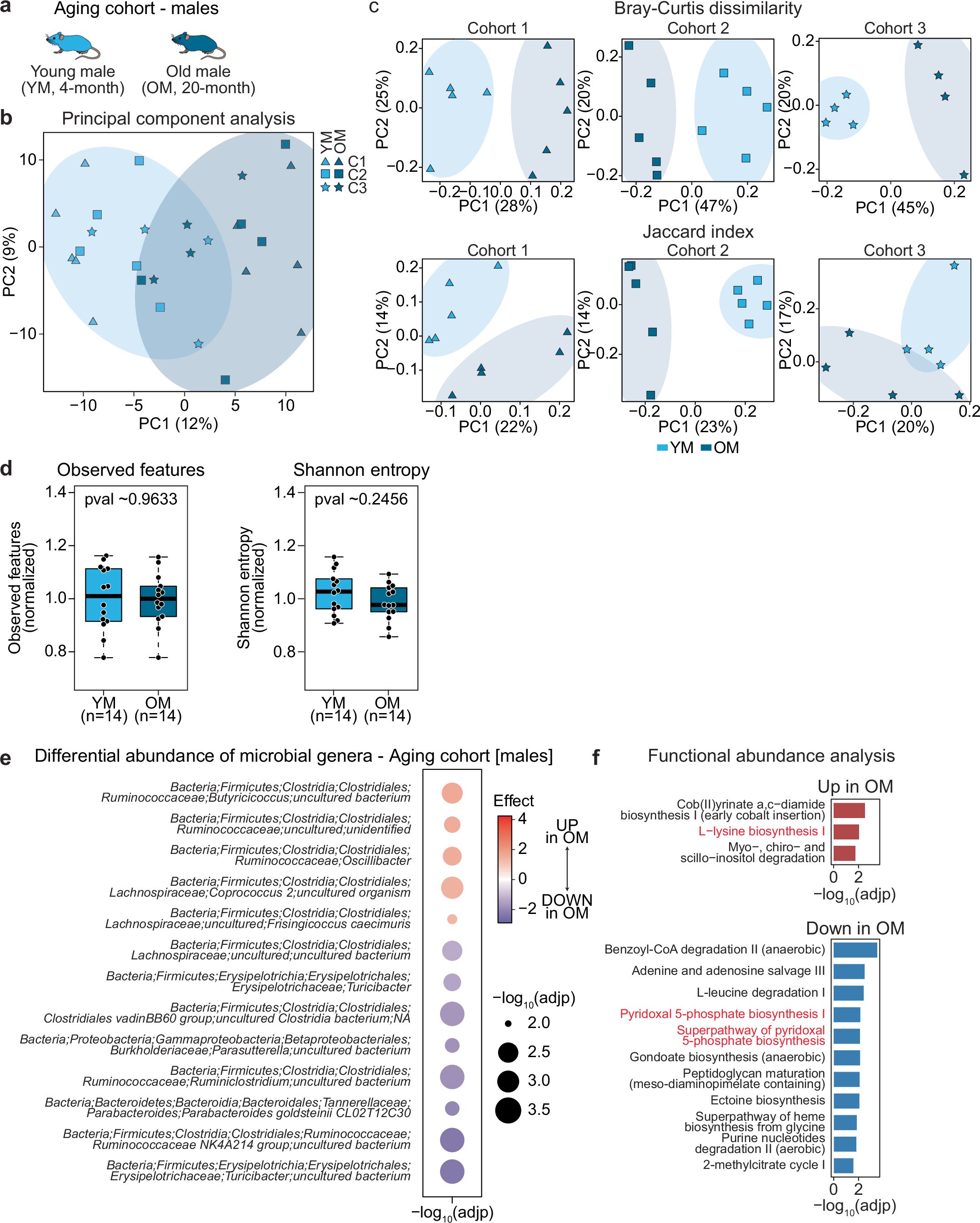 Extended Data Fig. 5: Characterization of fecal microbial profiles of young and old male mice.
