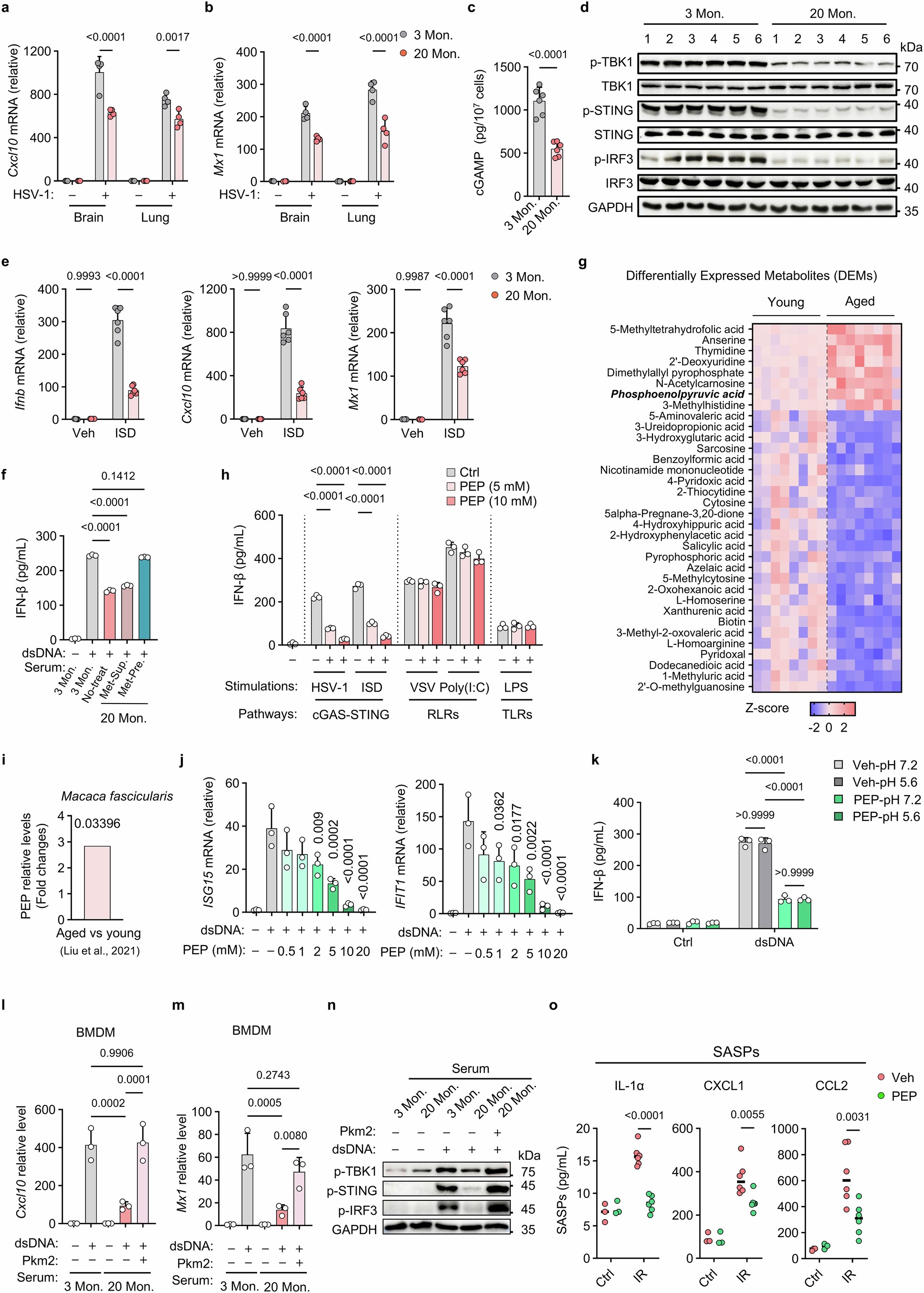 Extended Data Fig. 1: Aging systemic milieu inhibits the activation of cGAS-STING pathway.