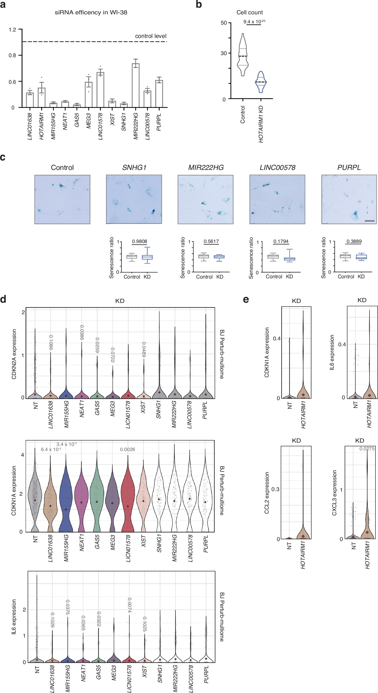 Extended Data Fig. 5: Validation of lncRNA knockdown and additional support for senescence phenotype screening.