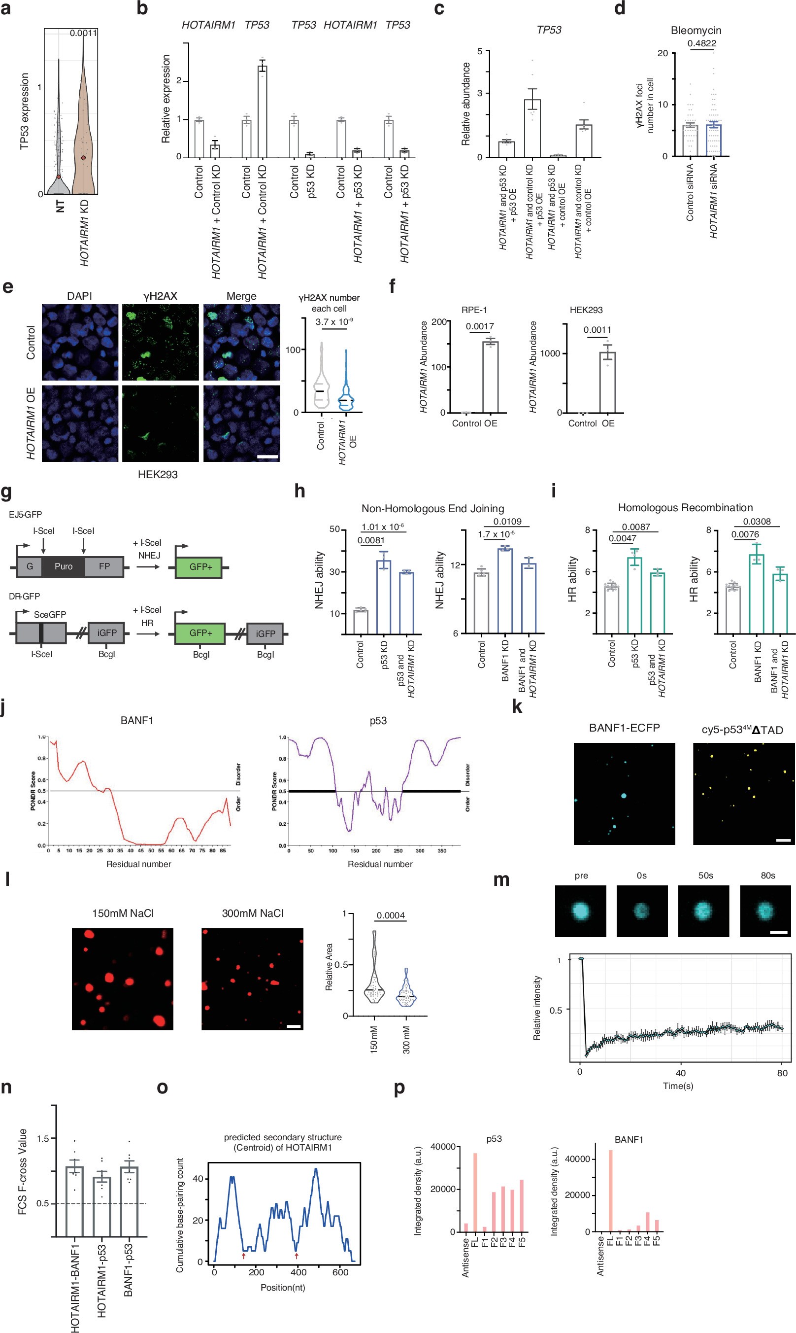 Extended Data Fig. 9: Additional insights into the role of HOTAIRM1 in DNA repair, senescence, and condensate formation.