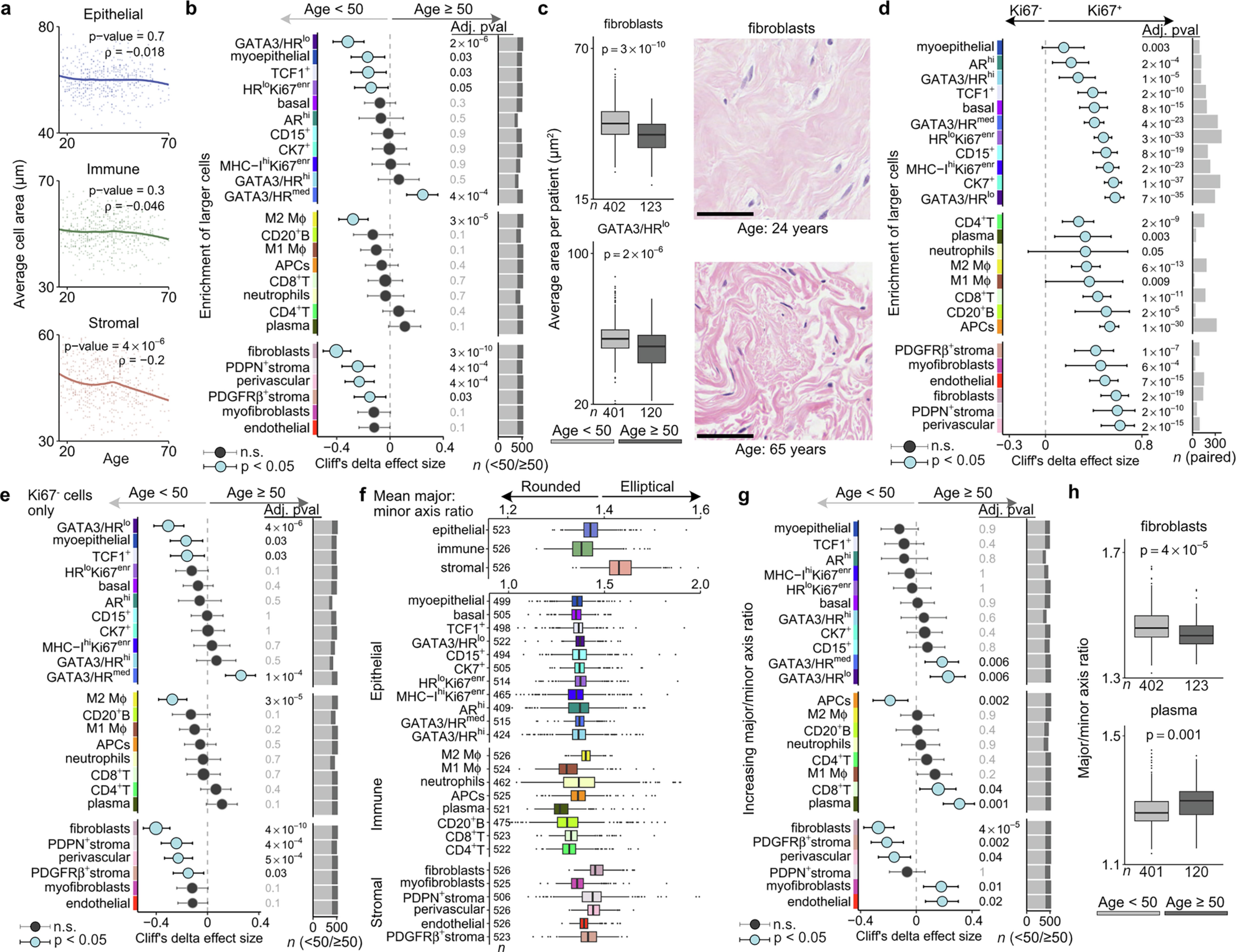 Extended Data Fig. 5: Cell area and axis ratio highlight age-related differences in phenotype morphologies.