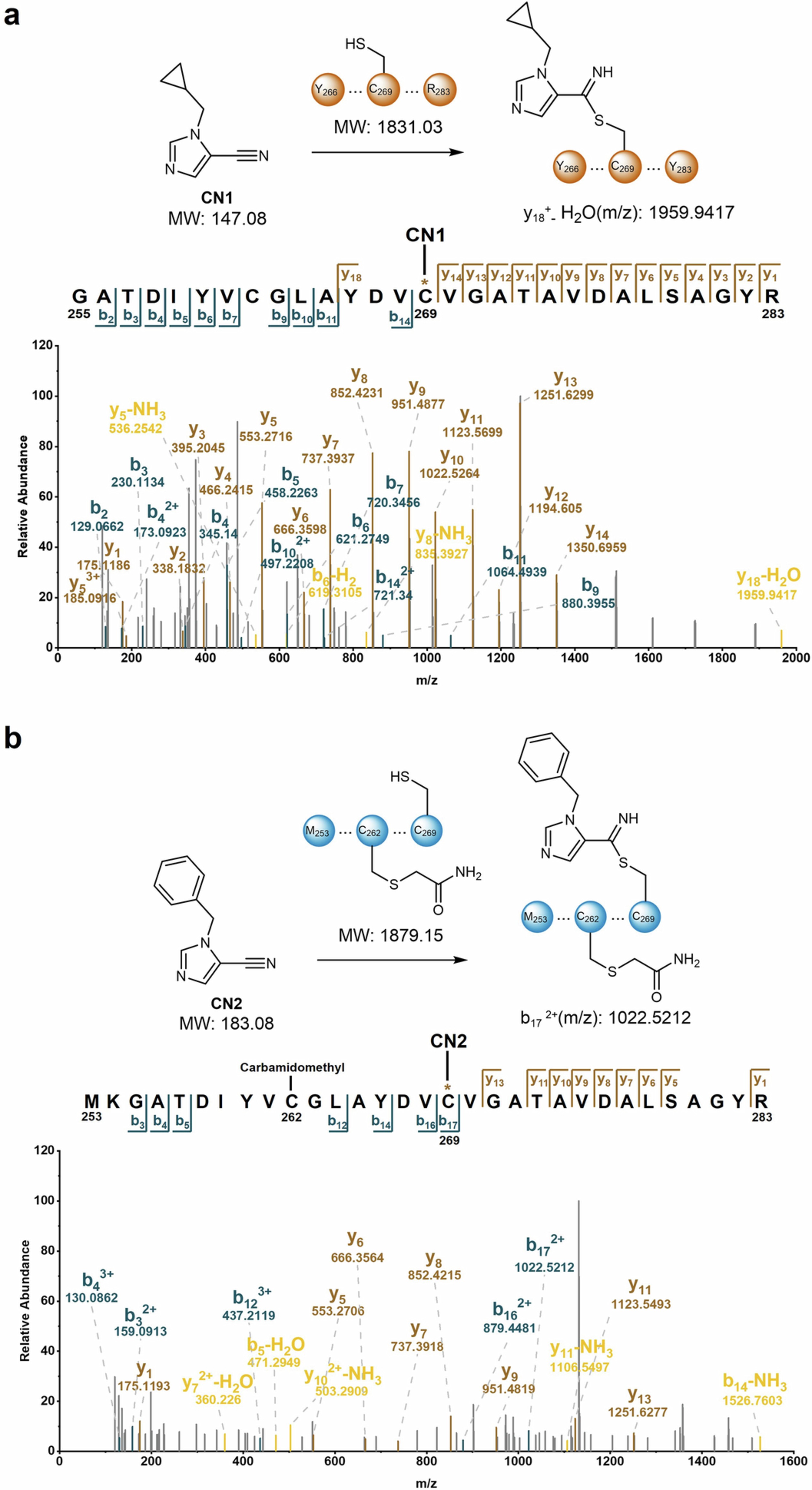 Extended Data Fig. 4: CN1 and CN2 form a covalent bond with the catalytic cysteine of Naam.