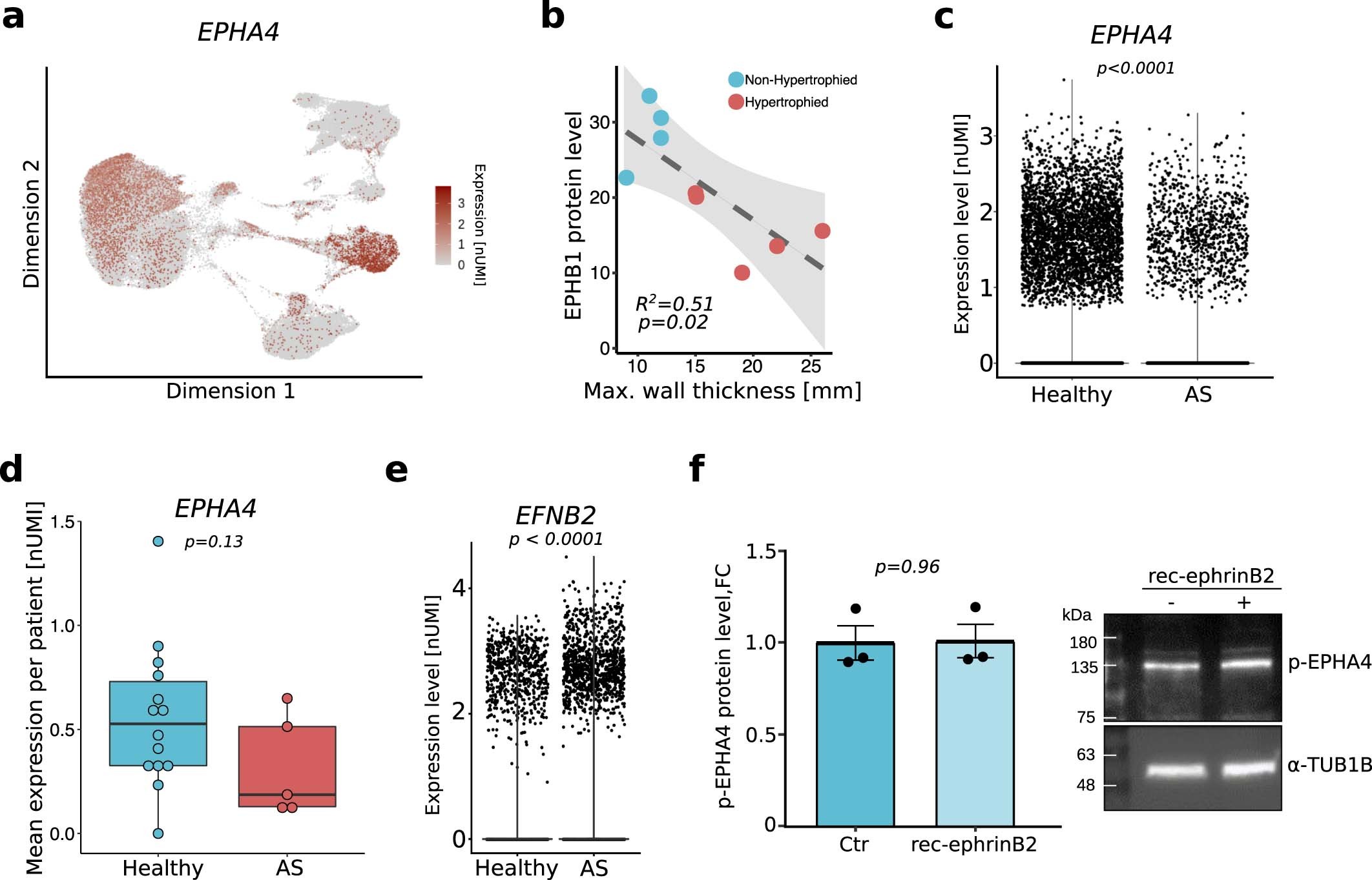 Extended Data Fig. 8: Regulation of the potential ephrin-B2 receptor EPHA4.