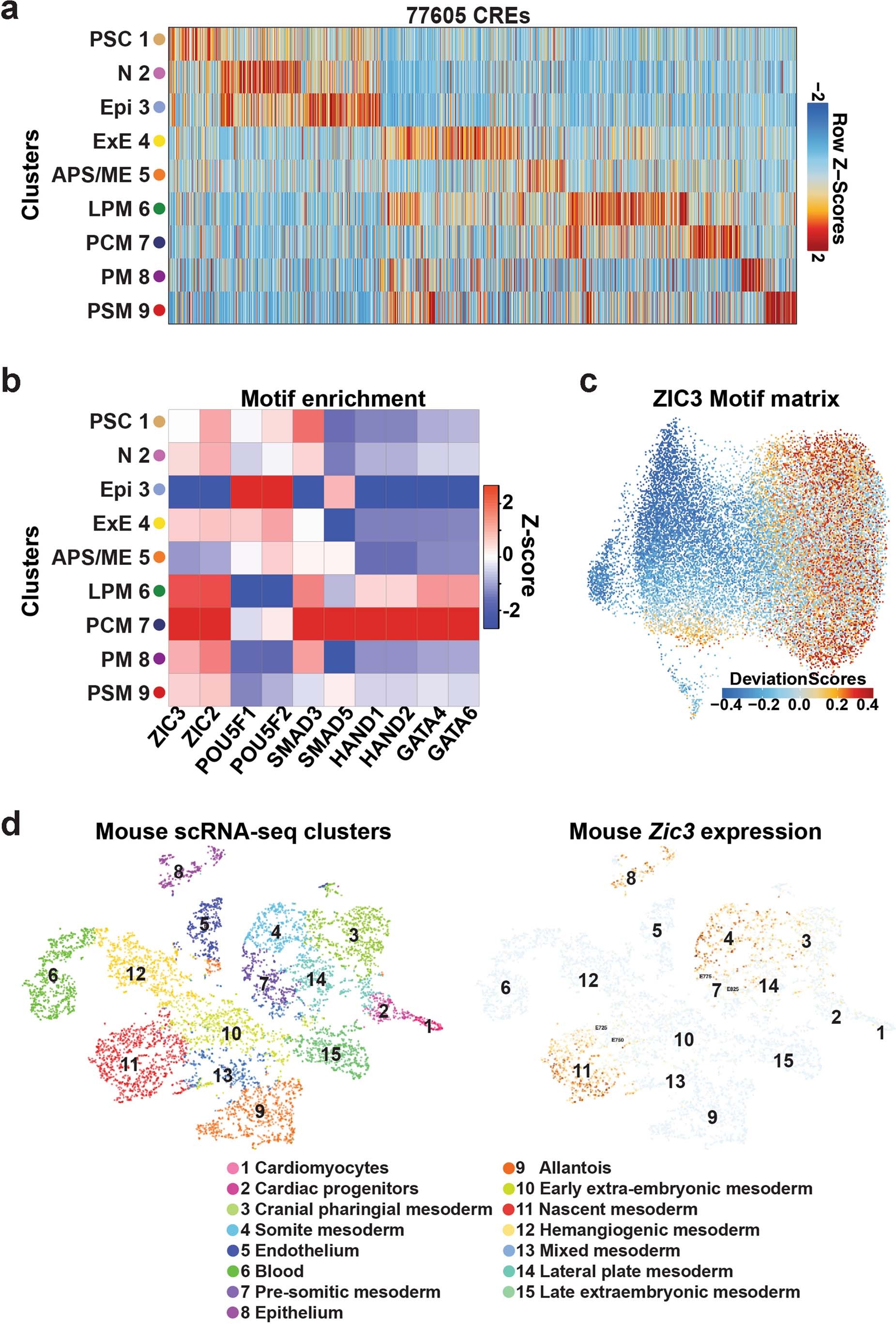 Extended Data Fig. 6: CREs within mesoderm cell subpopulations are associated with distinct transcription factor binding activity.