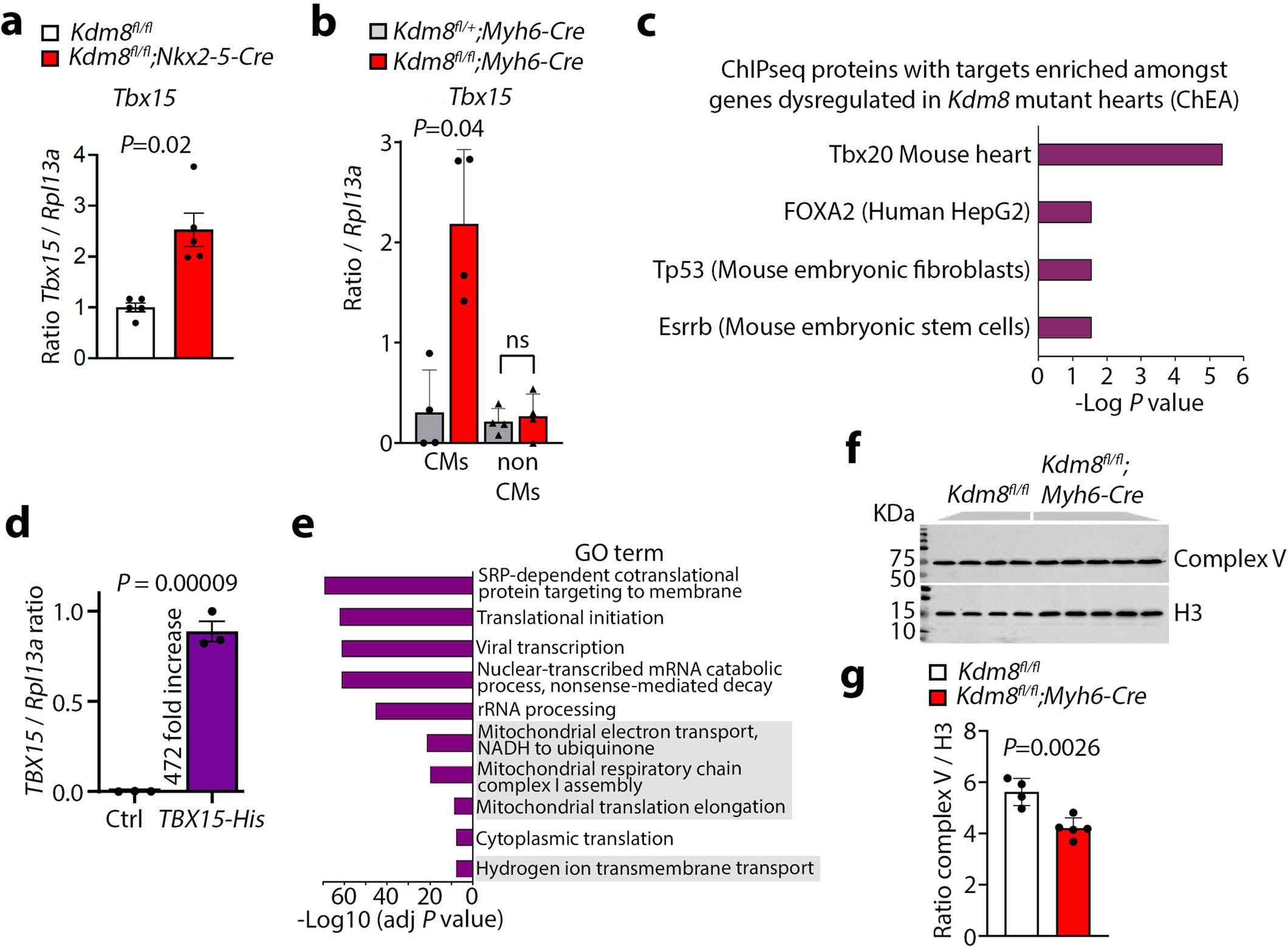 Extended Data Fig. 8: Tbx15 is derepressed in Kdm8 mutant cardiomyocytes and represses the expression of metabolic regulators.