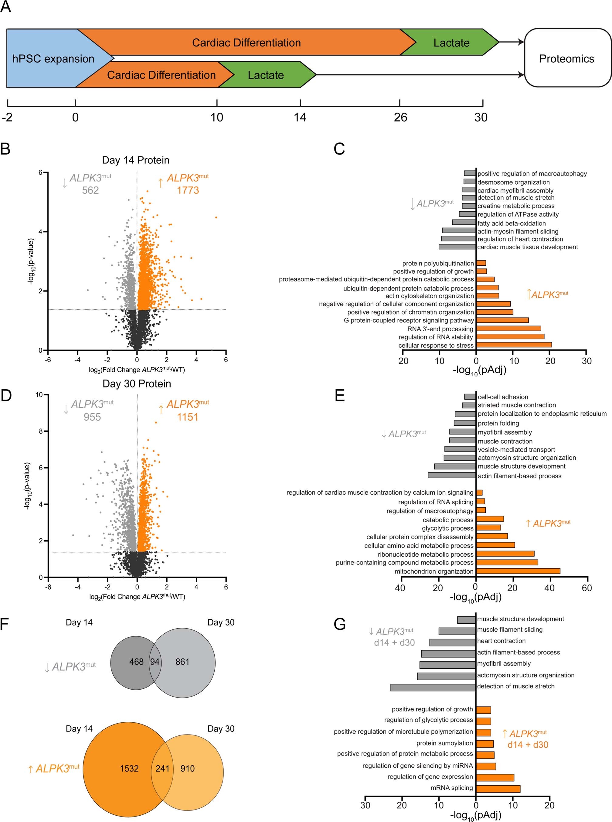 Extended Data Fig. 5: ALPK3 deficient cardiomyocytes have compromised expression of key cardiac protein networks.