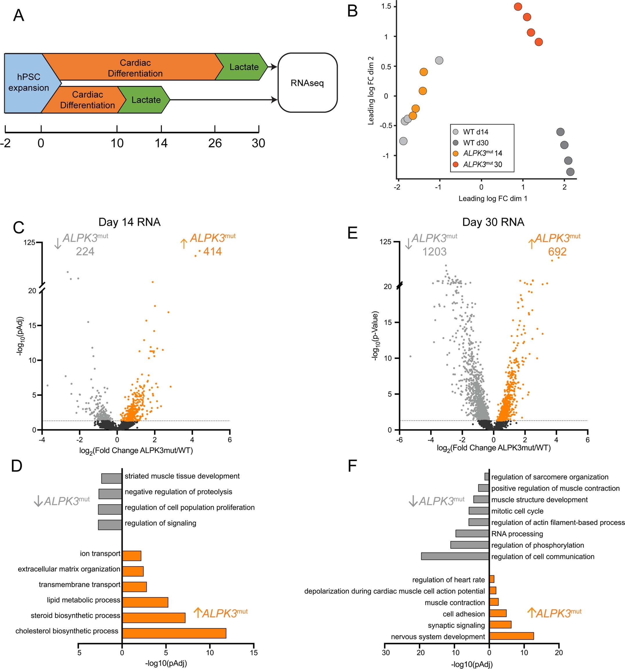 Extended Data Fig. 7: RNA sequencing of purified WT and ALPK3mut hPSC-CMs.