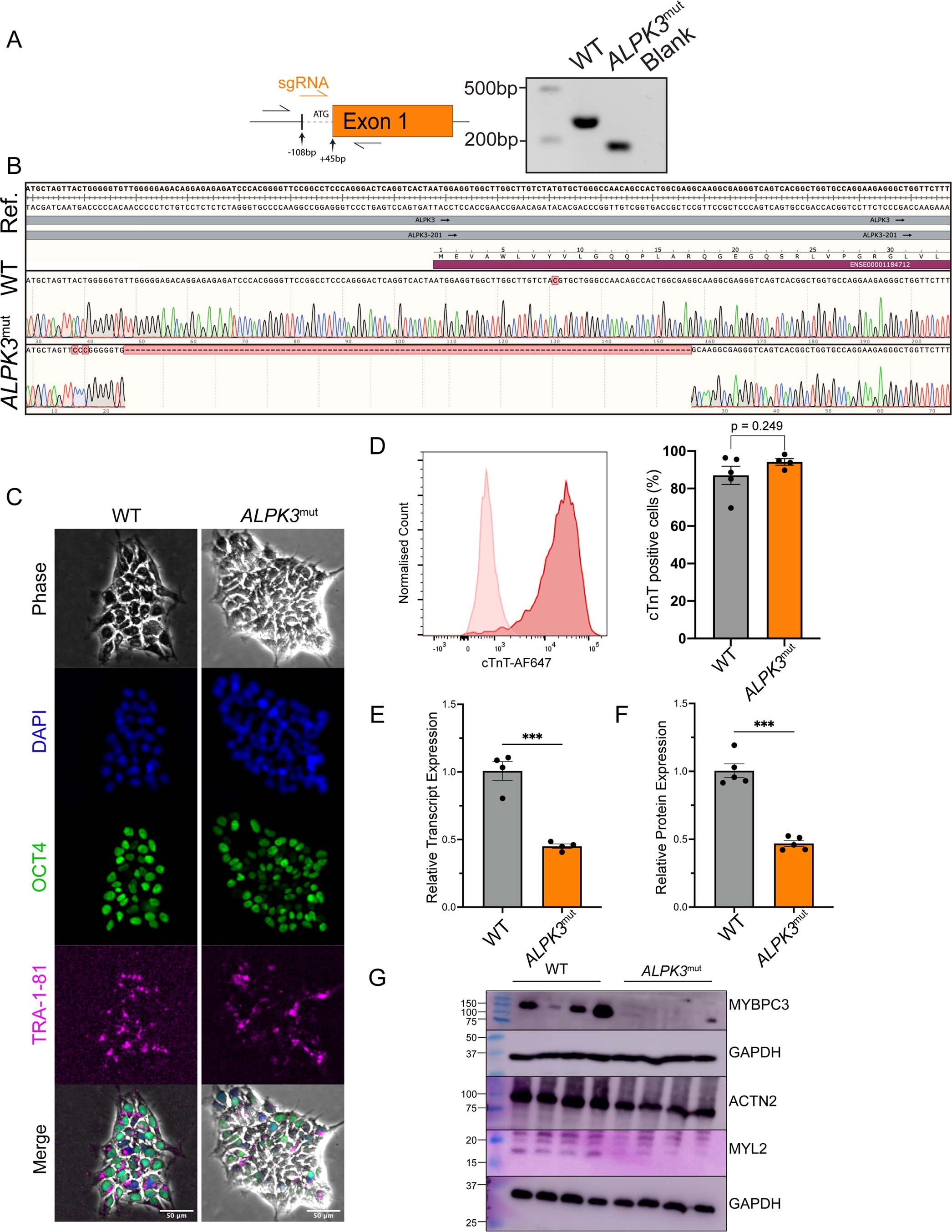 Extended Data Fig. 3: Validation of ALPK3mut hPSC cell line.