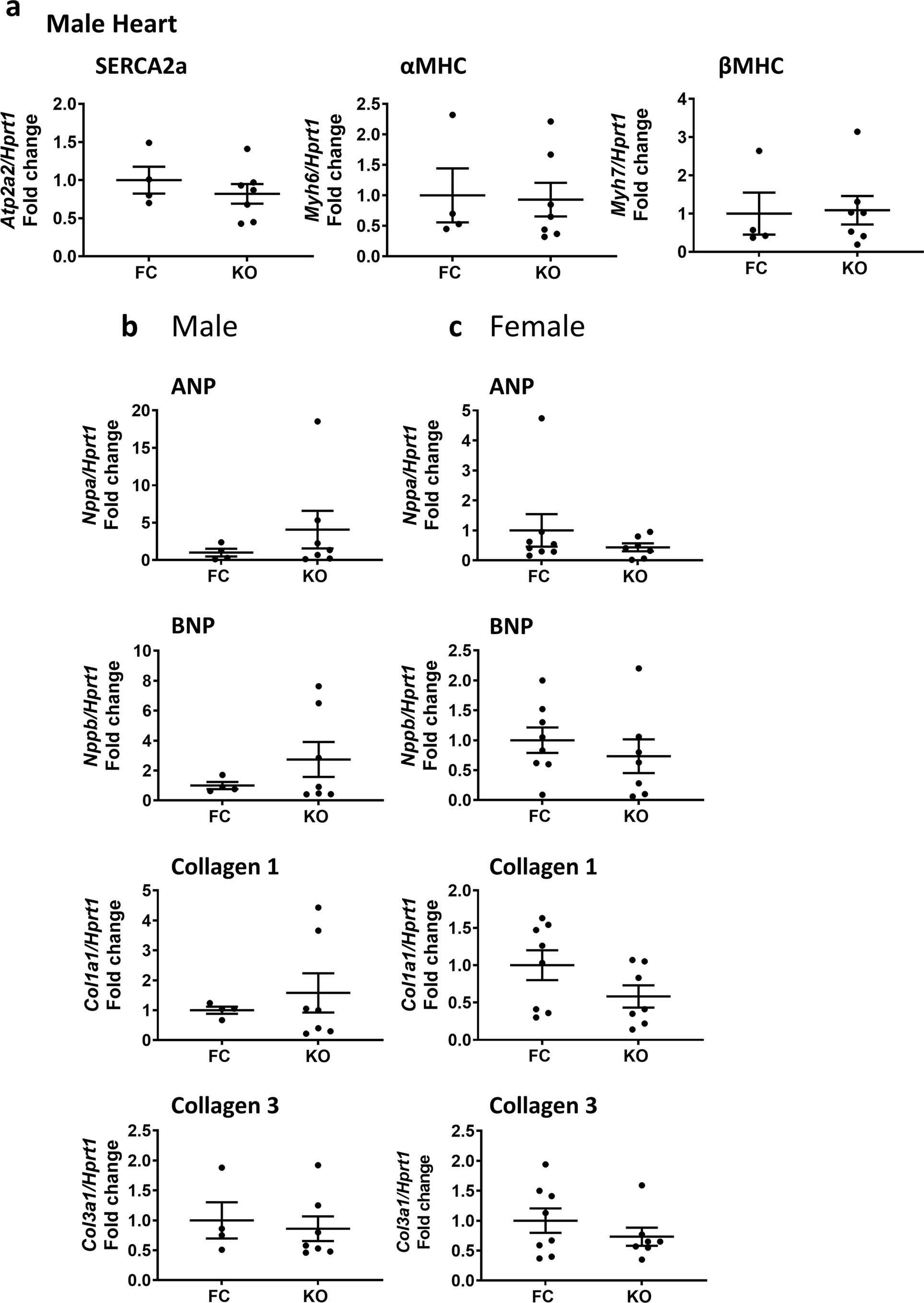 Extended Data Fig. 3: Analysis of genes associated with cardiac contractility, stress and fibrosis in the hearts of male and female control and ERαHKO mice (>12 months).