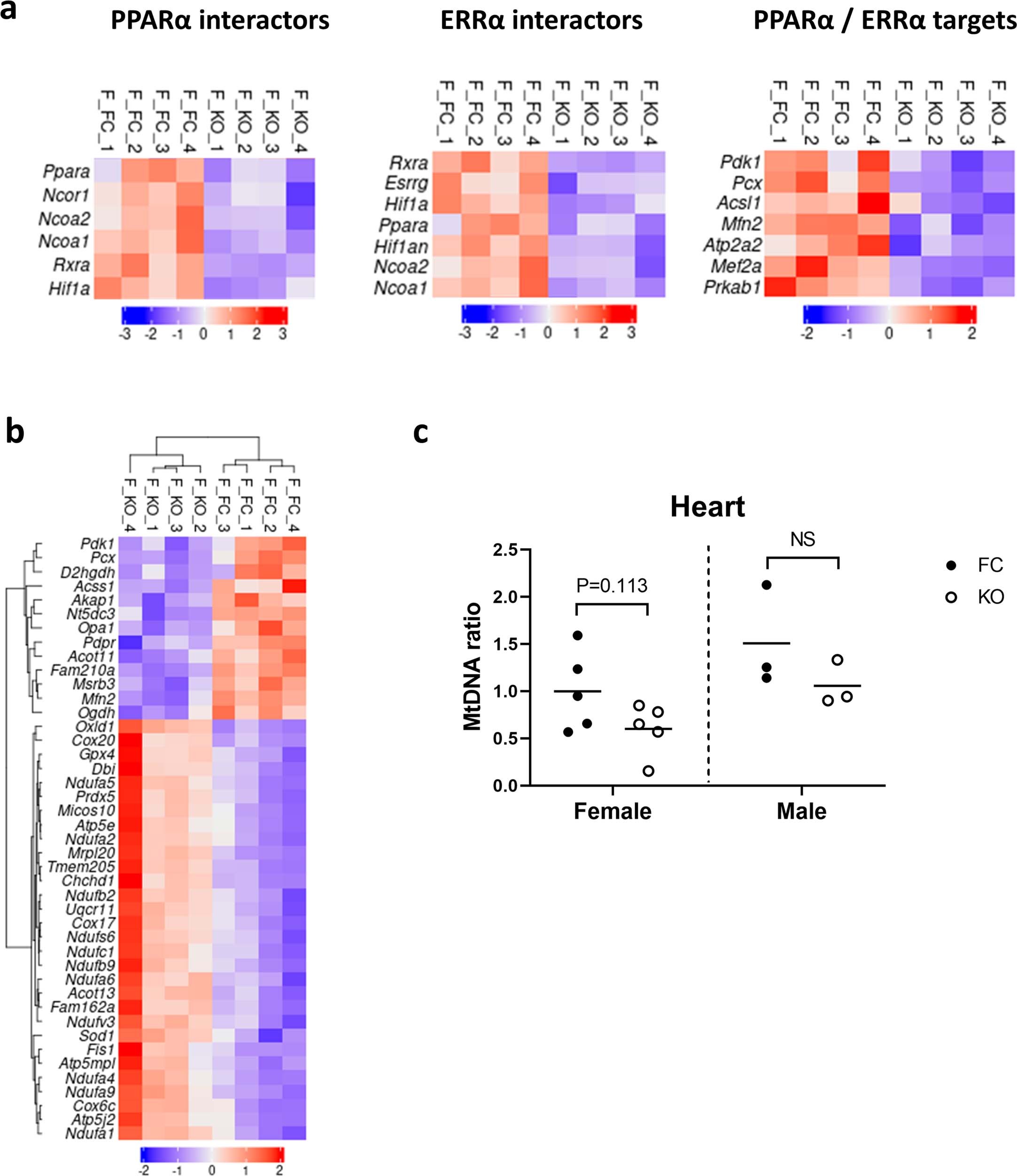 Extended Data Fig. 7: Transcriptomics of the PGC-1 cascade (PPARα and ERRα) and mitochondrial DNA in the heart.