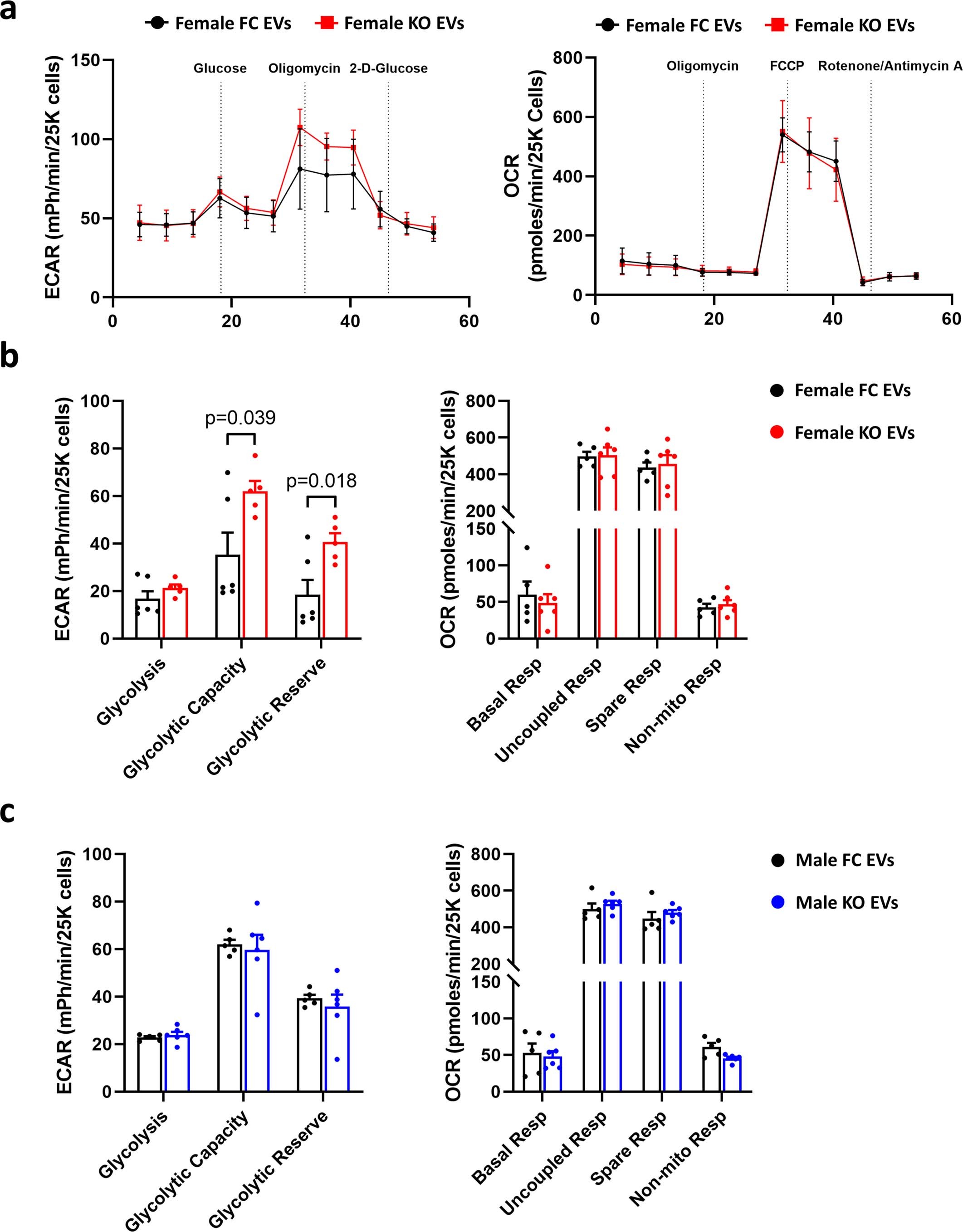 Extended Data Fig. 9: Cardiac derived EVs from female ERαHKO mice increased glycolytic capacity in C2C12 myotubes.