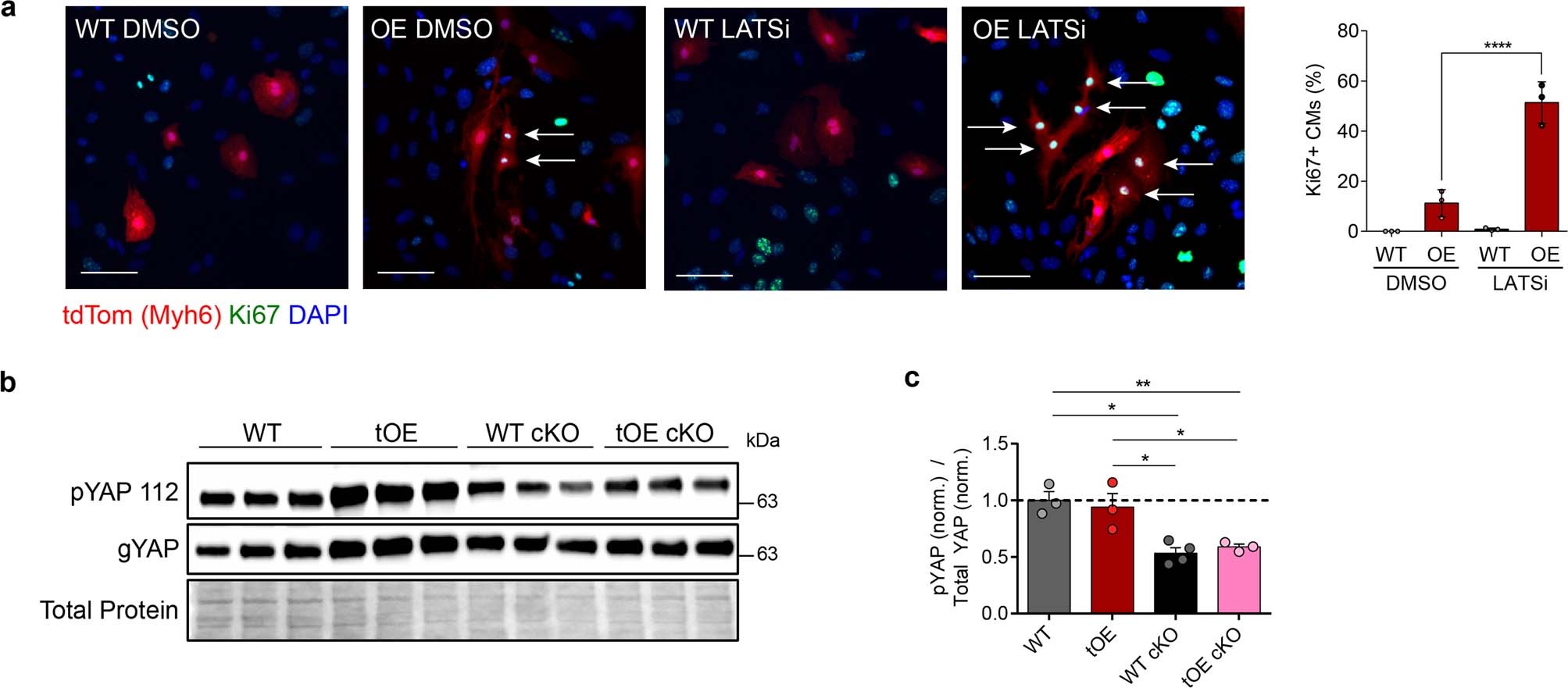 Extended Data Fig. 10: LATS1/2 negative feedback signalling is required for redifferentiation.