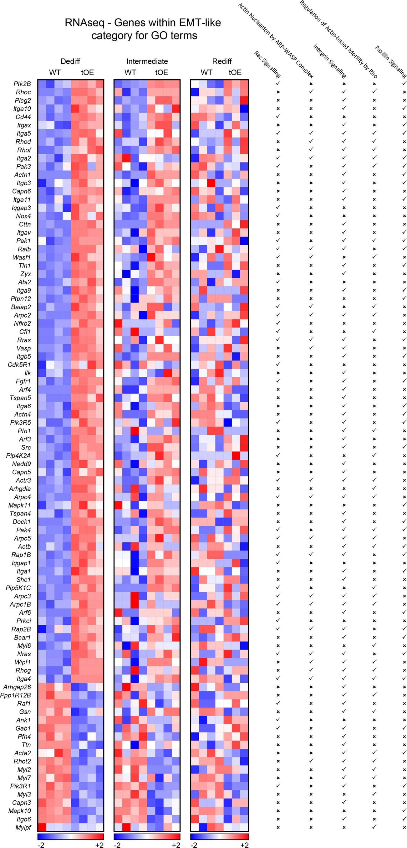 Extended Data Fig. 3: Expanded RNAseq evidence of effects for EMT-like GO terms that ‘return to normal’.