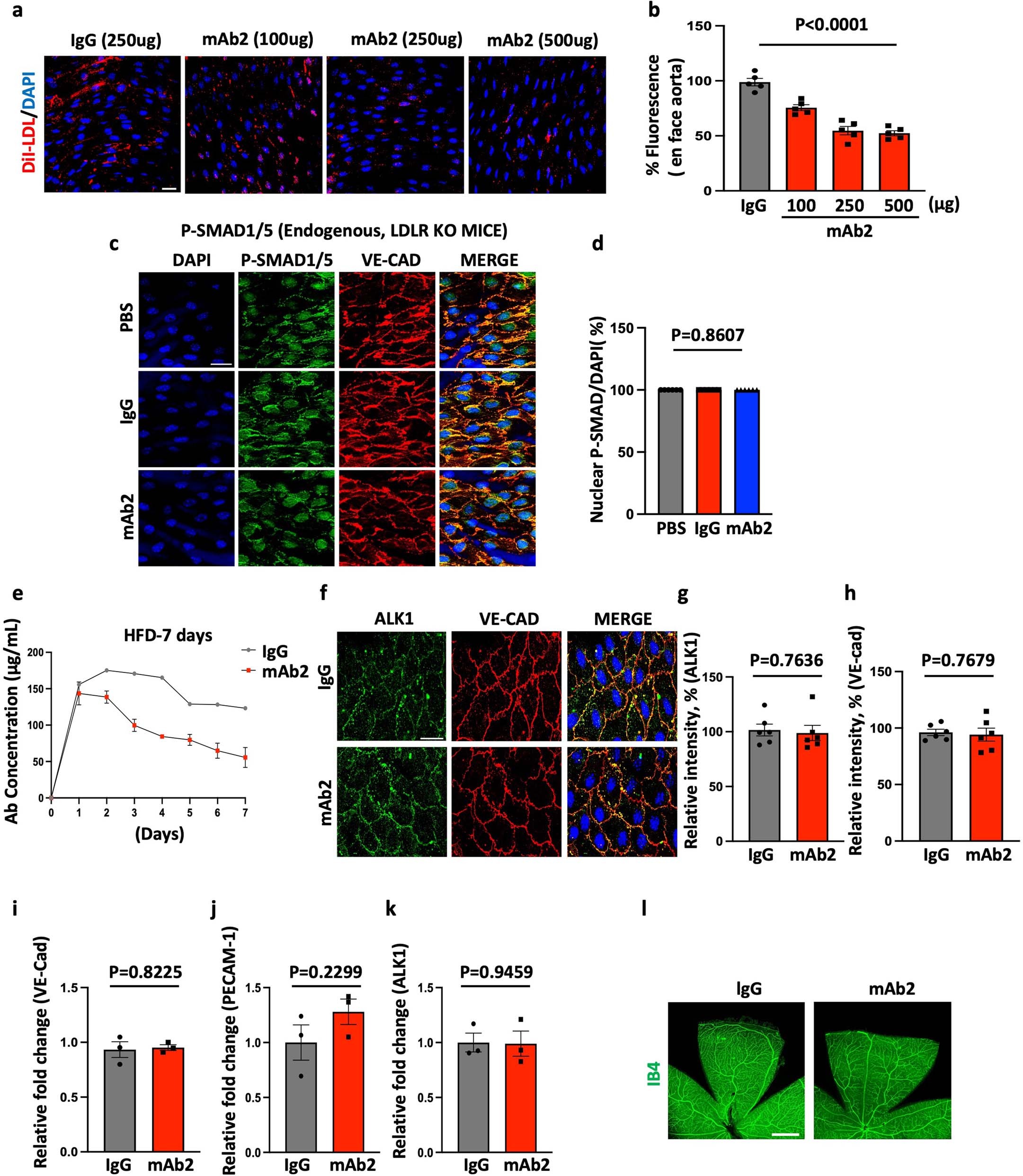 Extended Data Fig. 7: mAb2 concentration is reduced to half in 4 days and does not inhibit BMP-9 signaling or vascular tone in vivo.