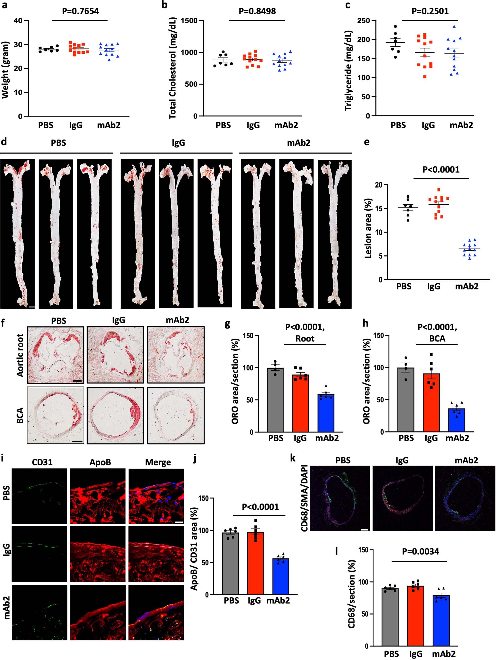 Extended Data Fig. 8: Selective anti-ALK mAb2 attenuates the initiation of atherosclerosis in mice.