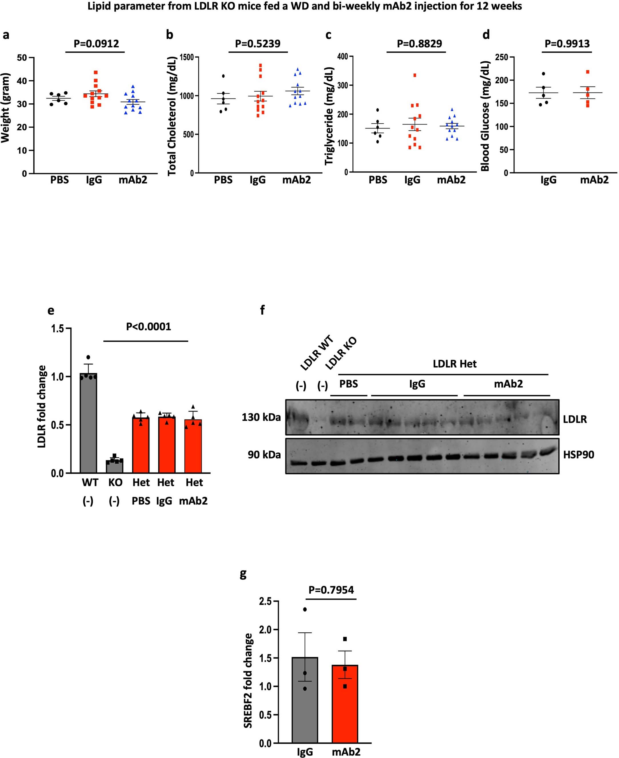 Extended Data Fig. 9: Selective anti-ALK mAb2 attenuates the progression of atherosclerosis in mice and mAb2 operates independently of LDL receptor in vivo.