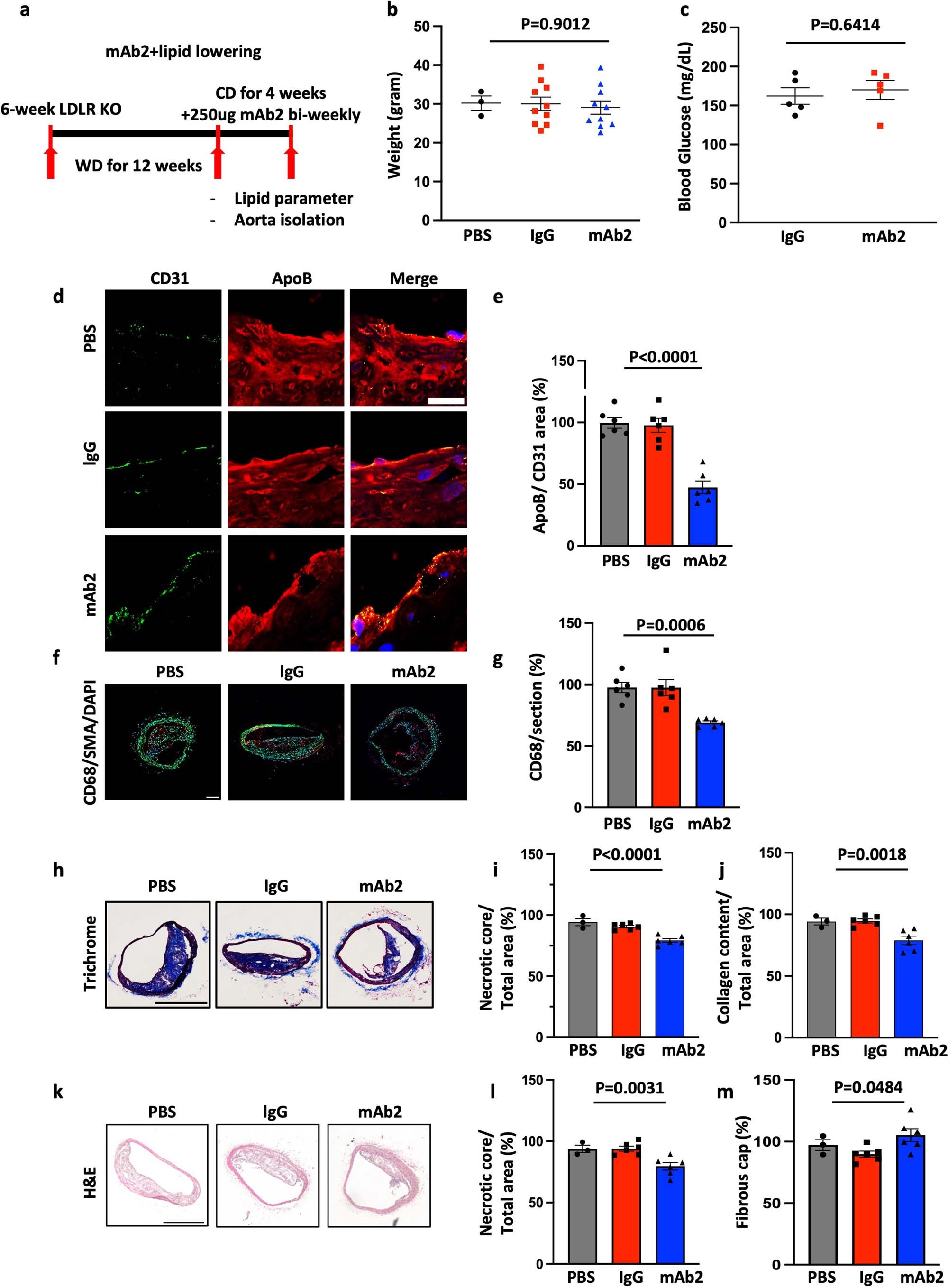 Extended Data Fig. 10: mAb2 treatment in lipid lowering condition further reduces the progression of atherosclerosis.