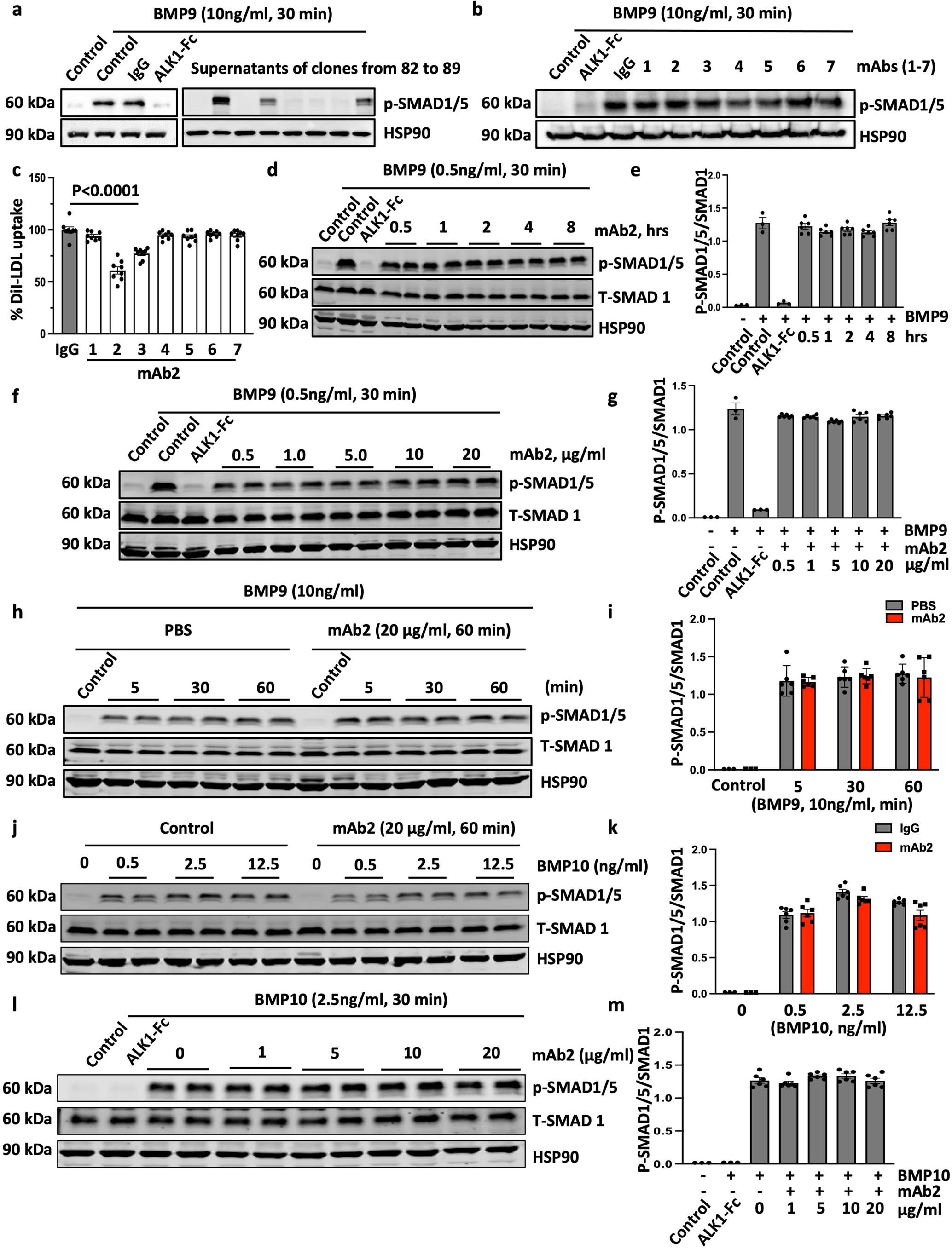 Extended Data Fig. 5: Selective, anti-ALK1 mAb screening and evaluation.