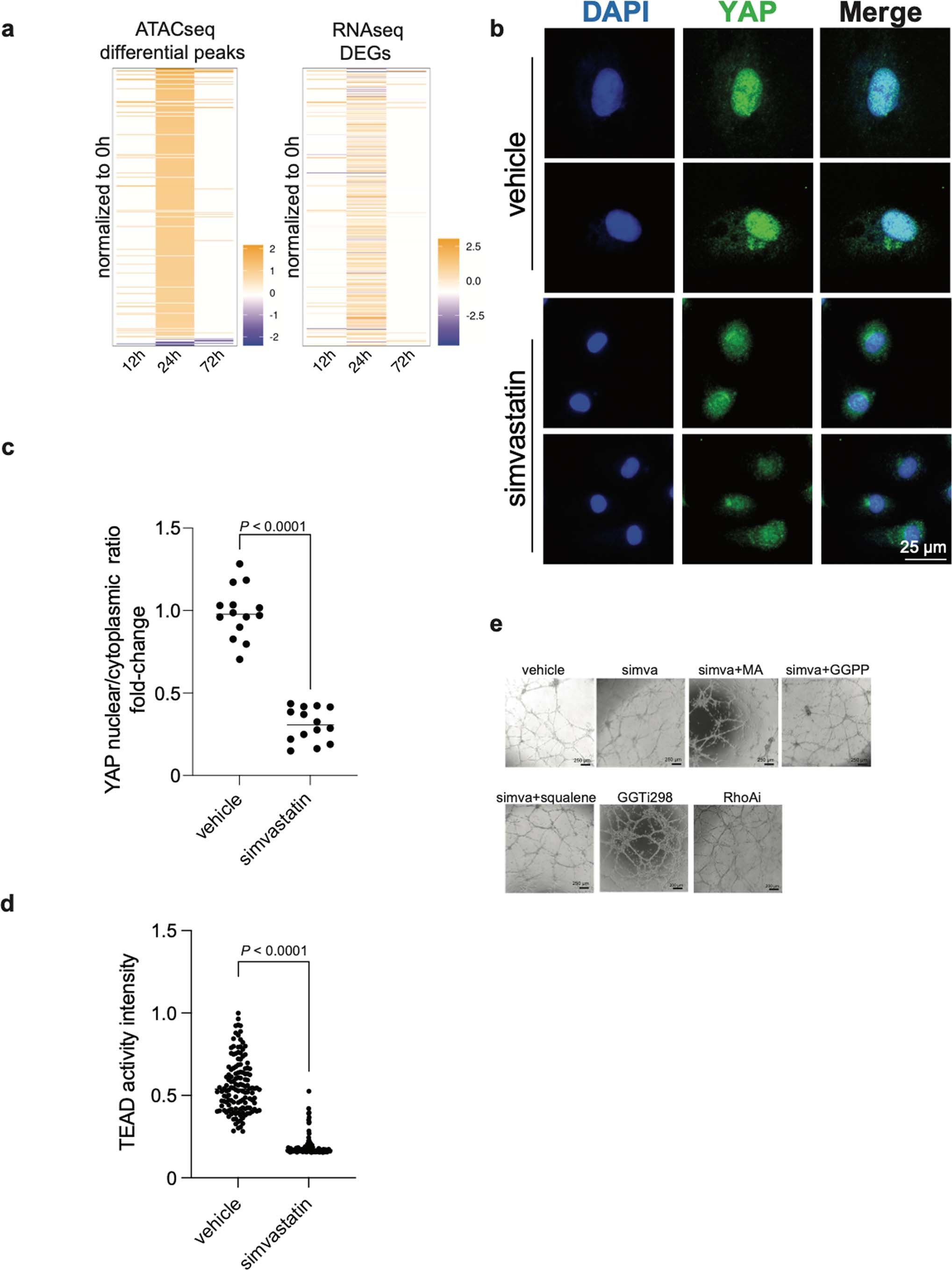 Extended Data Fig. 4: Simvastatin inhibits YAP and TEAD activity in iPSC-ECs.