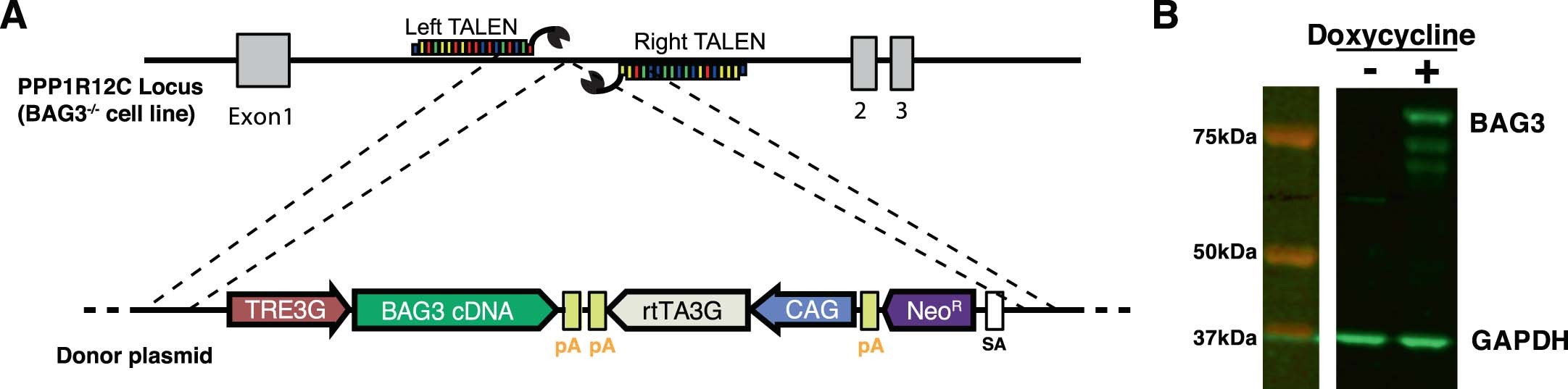 Extended Data Fig. 4