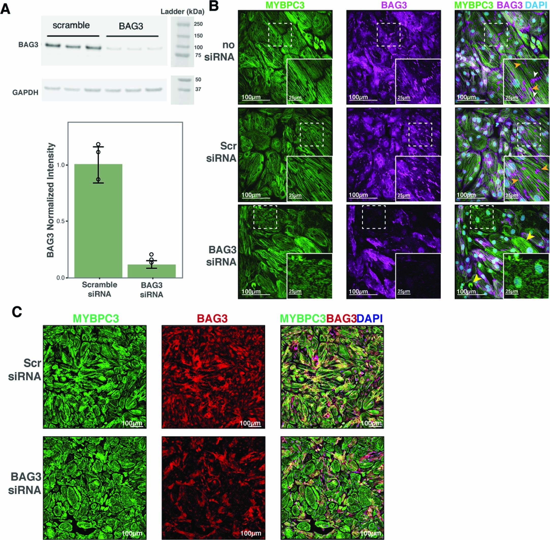 Extended Data Fig. 6