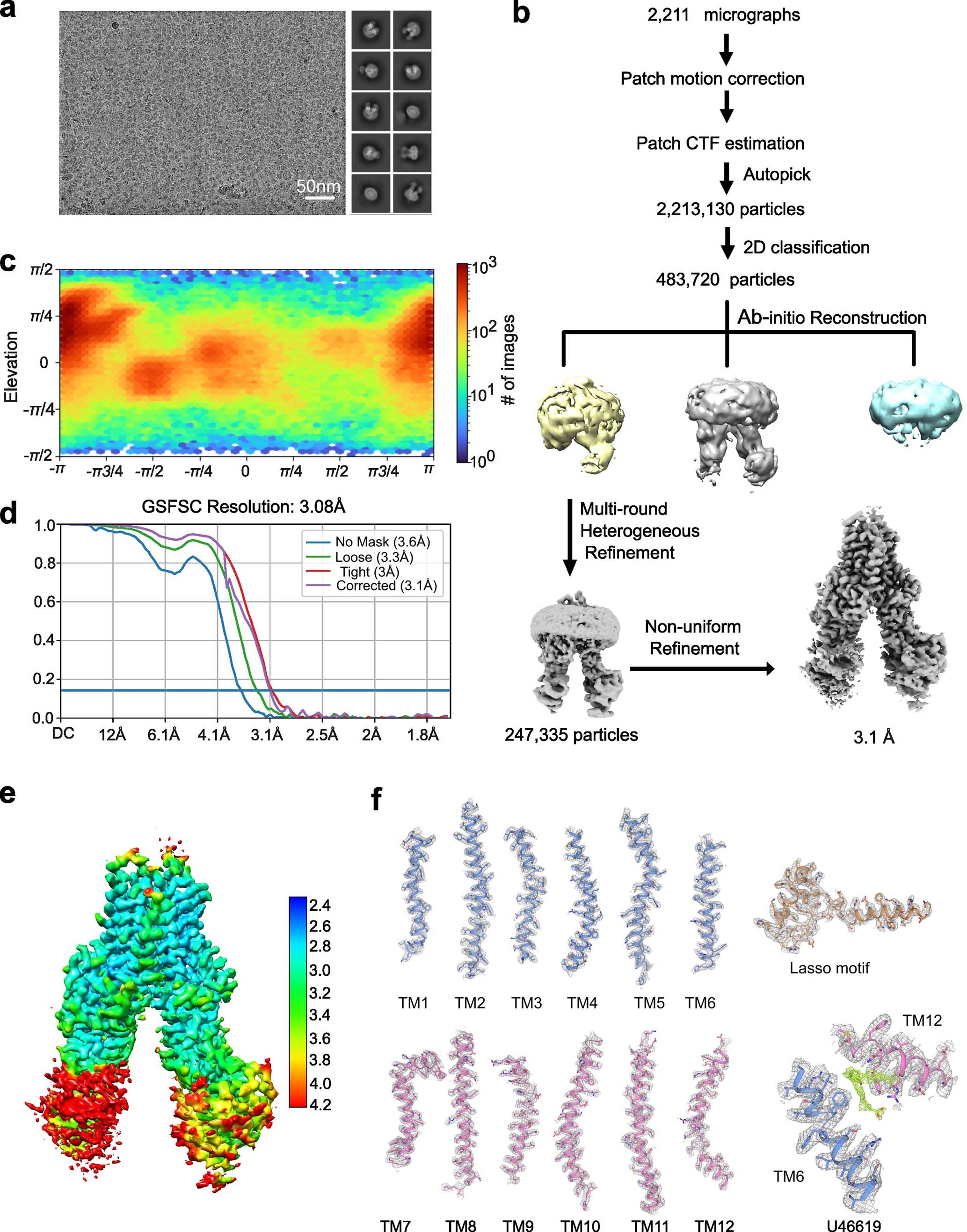 Extended Data Fig. 3: Cryo-EM analysis of 
                        U46619
                        
                      -bound ABCC4.