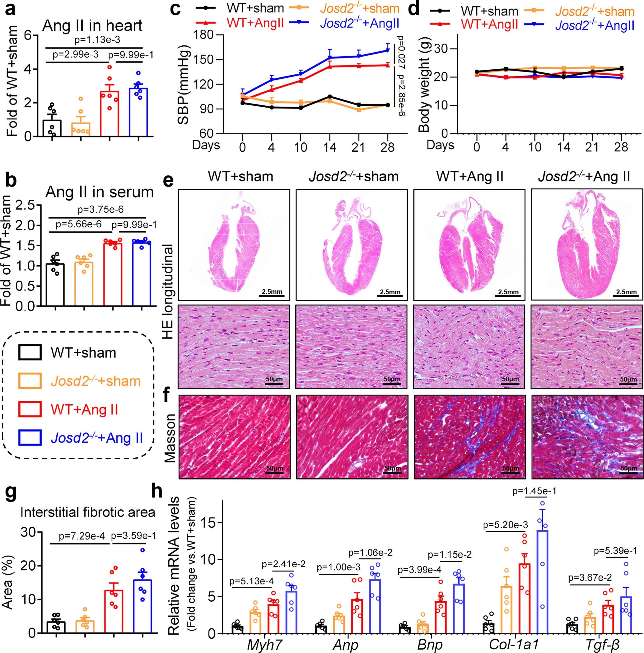 Extended Data Fig. 3: JOSD2 knockout aggravates myocardial dysfunction and hypertrophy induced by Ang II.