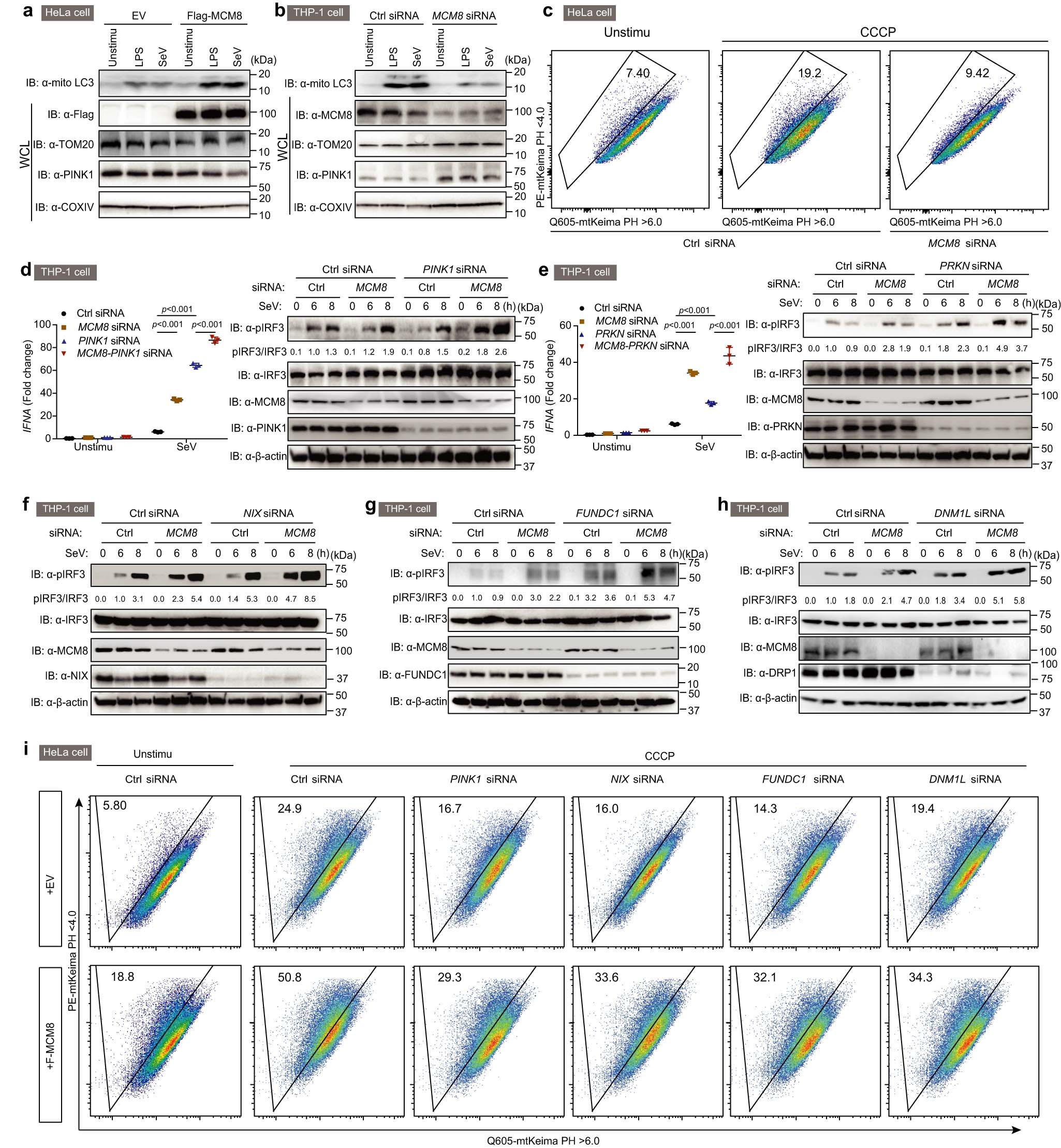 Extended Data Fig. 4: MCM8 mediates a mitophagy pathway that is independent of PINK1, PRKN, NIX, FUNDC1 and DRP1.