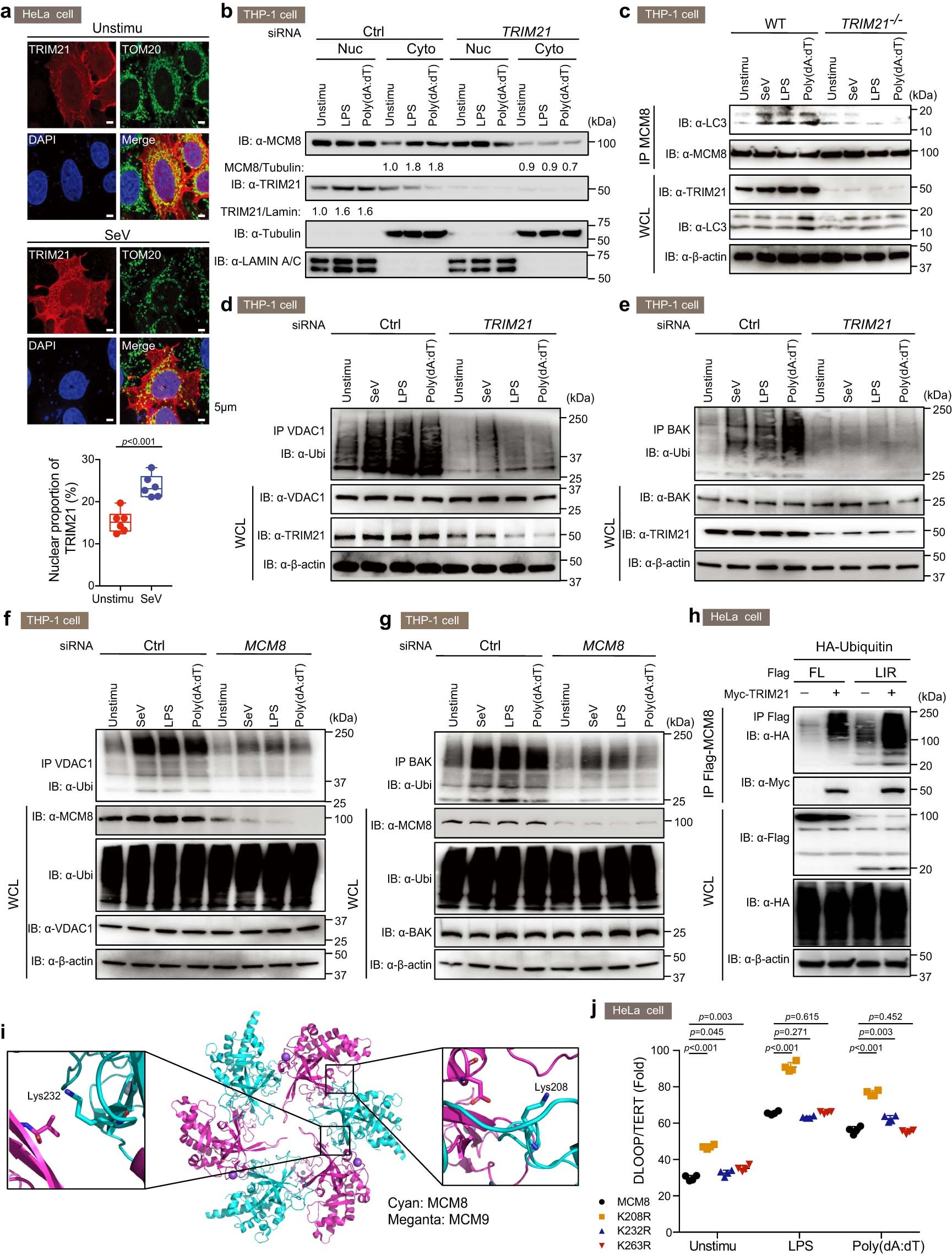 Extended Data Fig. 8: TRIM21 mediates ubiquitination of MCM8 and the mitochondria pore proteins.