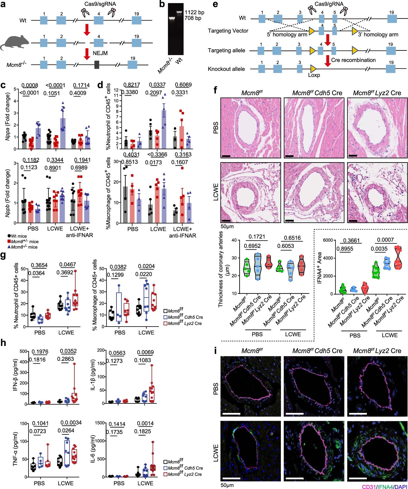 Extended Data Fig. 1: MCM8 deficiency promotes IFN-I signaling and cardio vasculopathy.