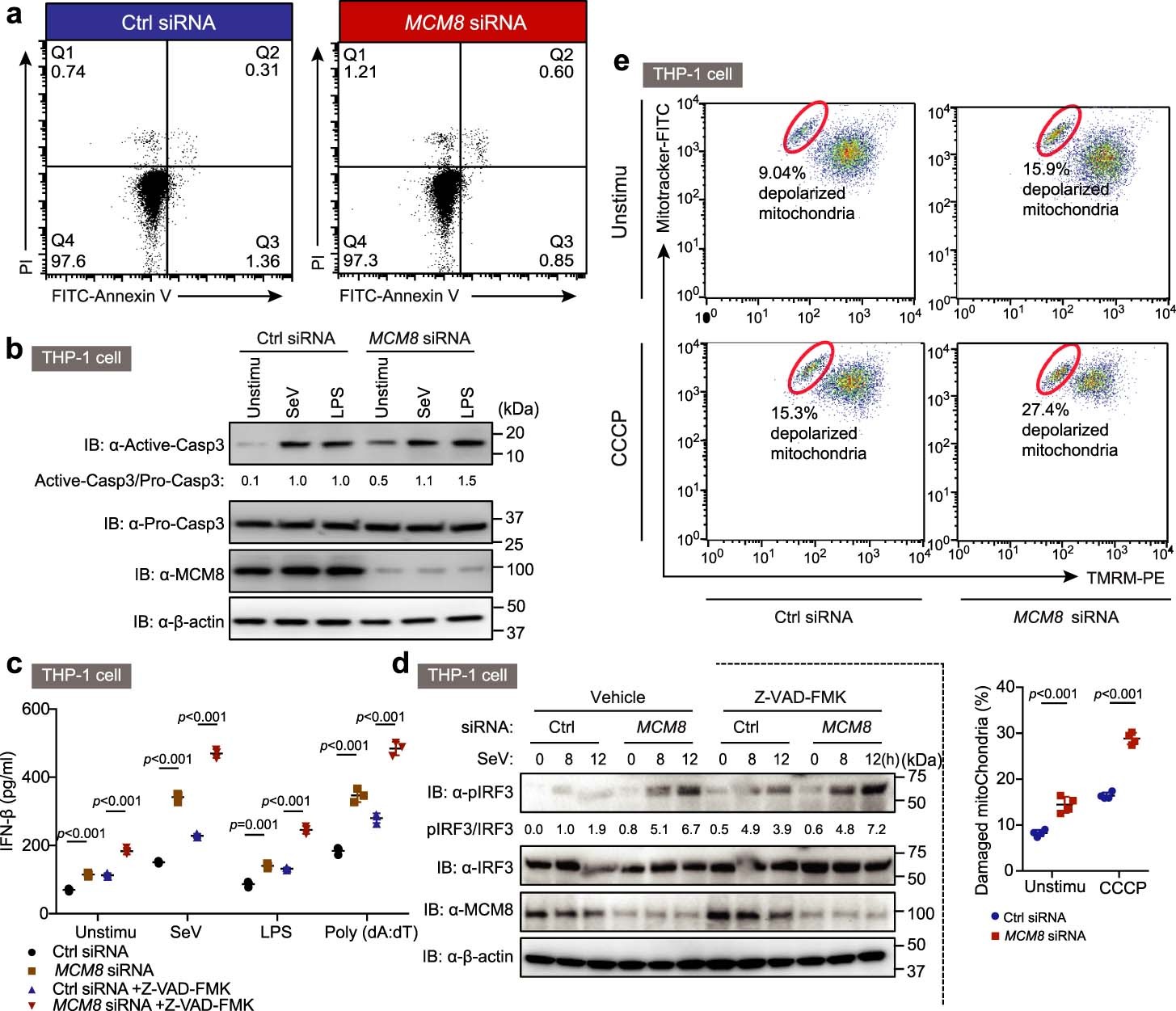 Extended Data Fig. 3: Apoptotic Caspases suppress IRF3-IFN activation in MCM8 deficient cells.