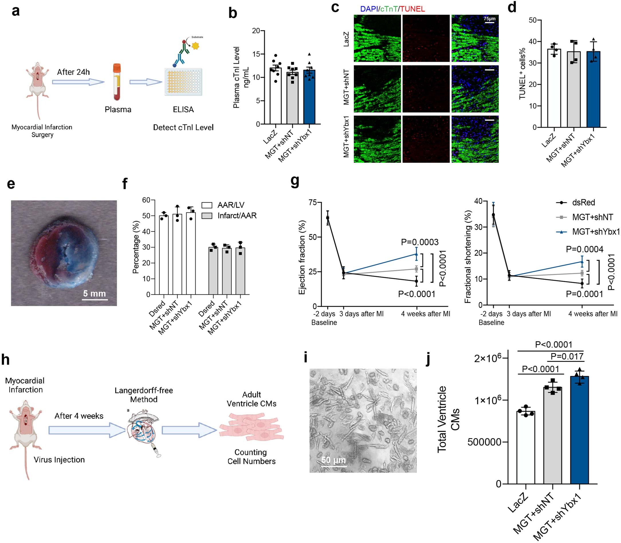 Extended Data Fig. 6: Evaluation of initial cardiac damage, assessment of cardiac function by echocardiography and characterization of the myocyte number of different experimental groups.