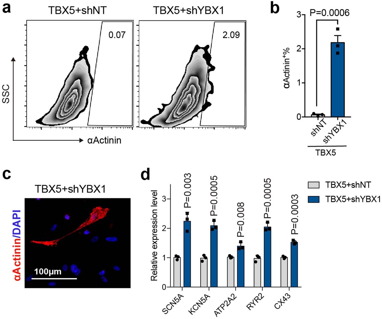 Extended Data Fig. 8: Tbx5+shYbx1 treatment induced cardiac cells from human fibroblasts.