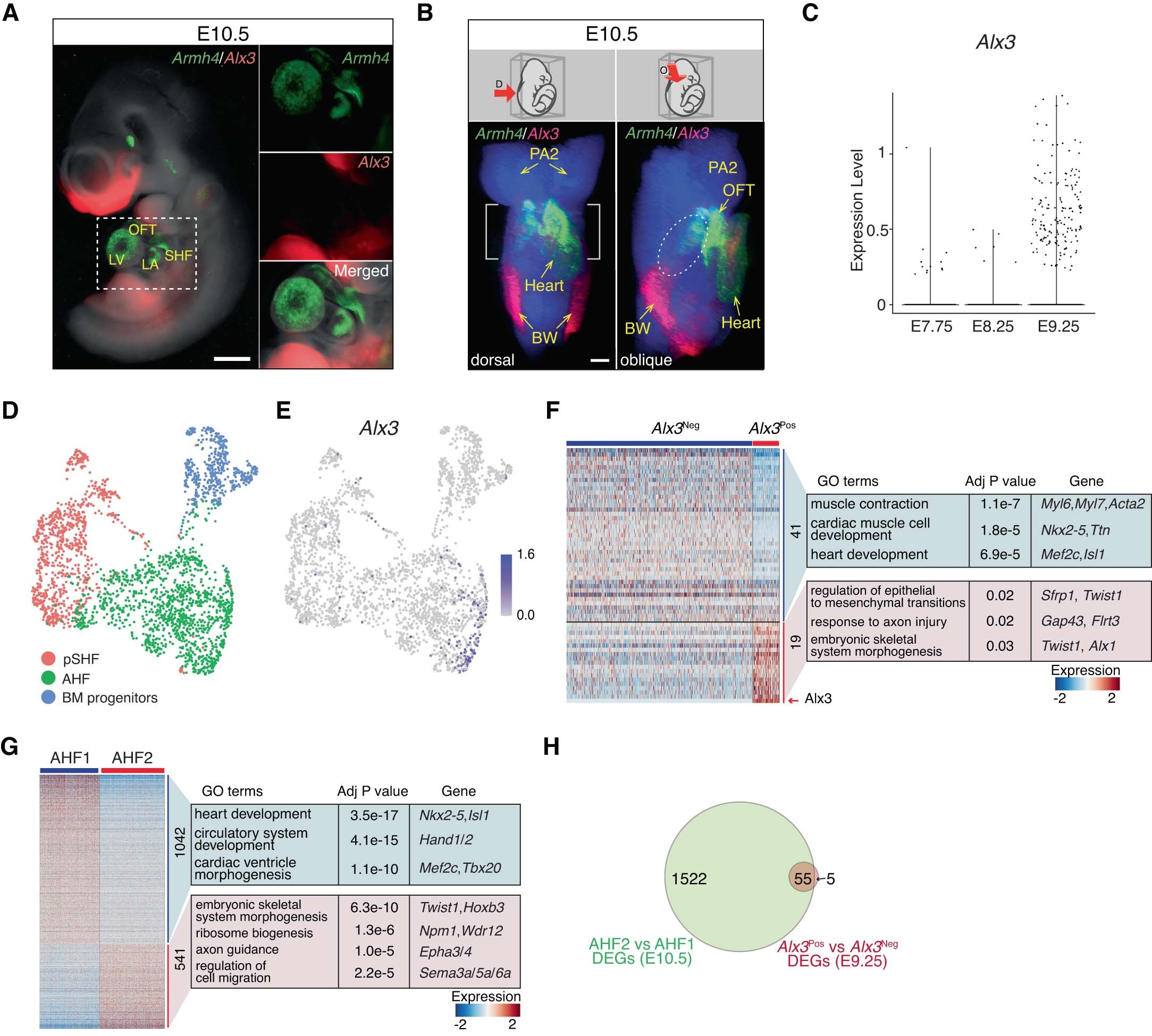 Extended Data Fig. 6: Alx3Pos cells are a distinct subset of the AHF population.