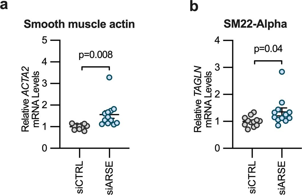 Extended Data Fig. 6: Silencing ARSE expression increases contractile gene expression in human aortic vascular smooth muscle cells.