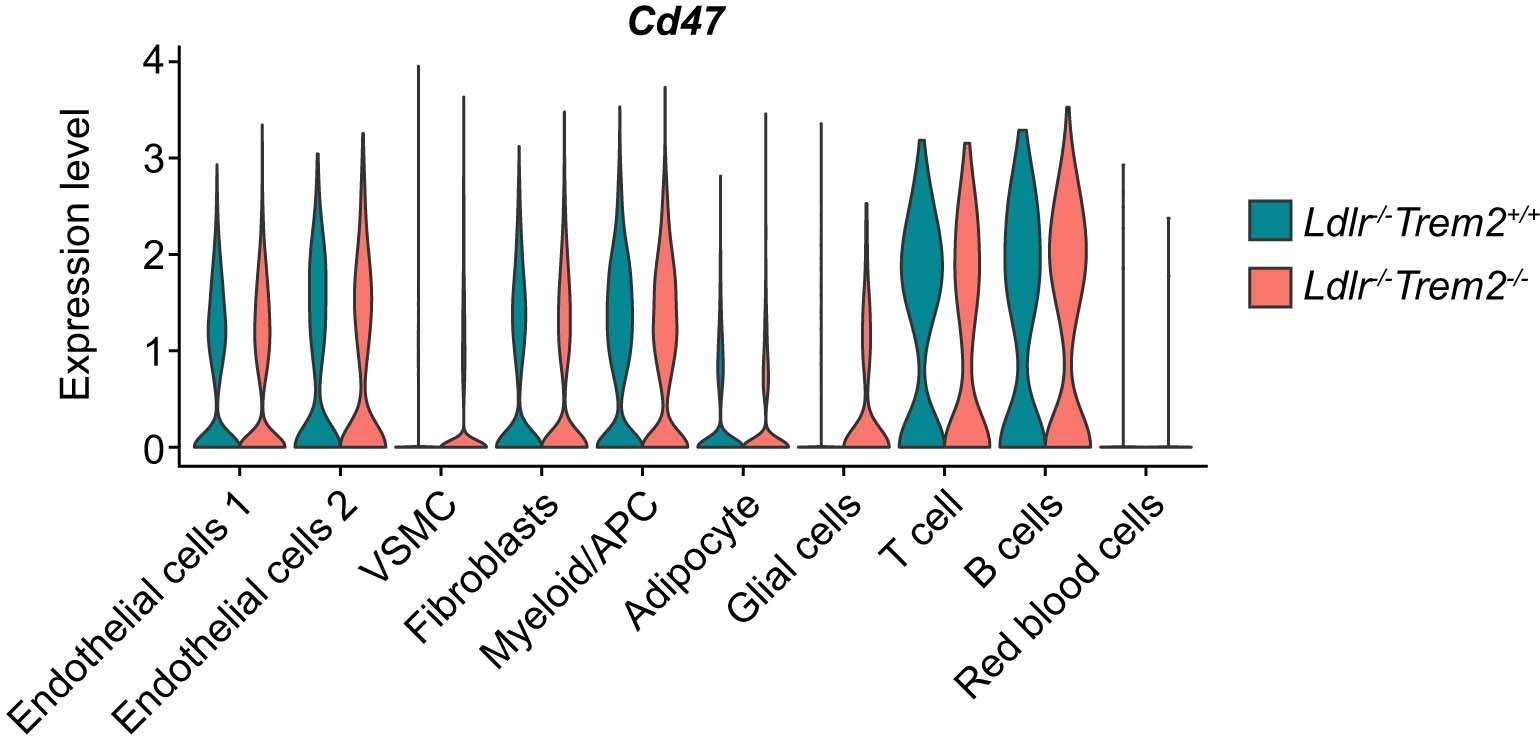 Extended Data Fig. 8: Cd47 expression in aortic cells.