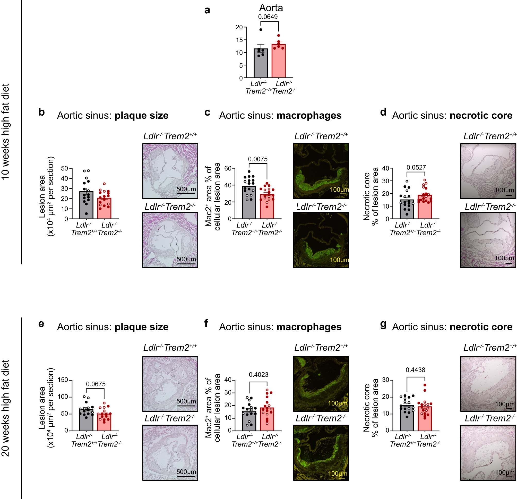 Extended Data Fig. 4: Analysis of atherosclerosis in Ldlr−/−Trem2−/− mice.